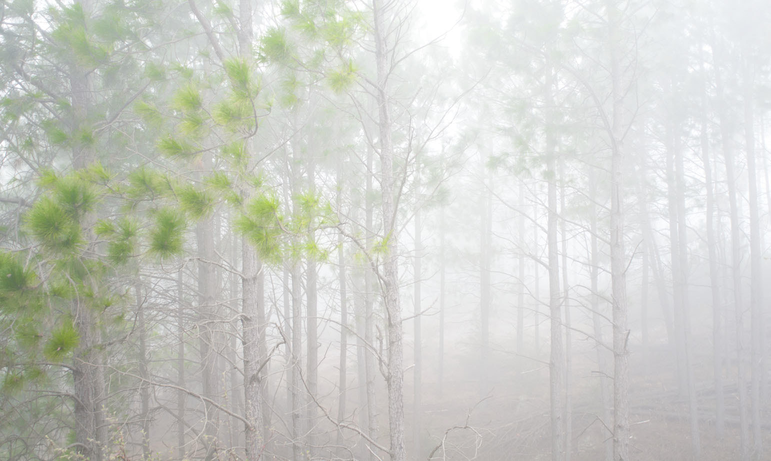 Nikon D90 + AF Nikkor 24mm f/2.8 sample photo. Niebla de bosque. córdoba, argentina photography