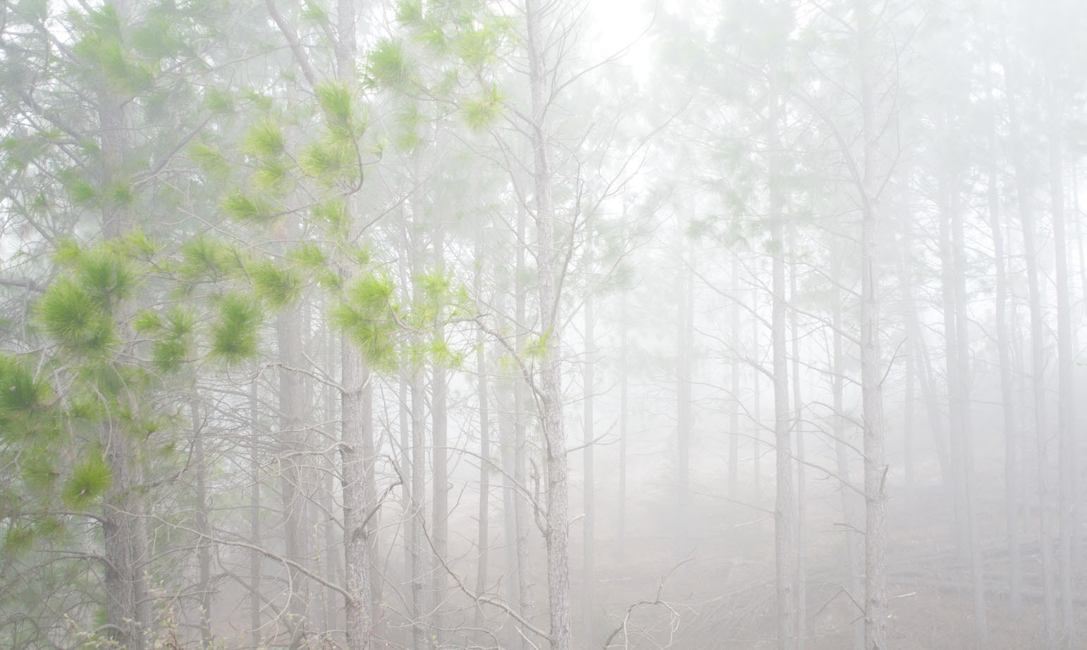 AF Nikkor 24mm f/2.8 sample photo. Niebla de bosque. córdoba, argentina photography