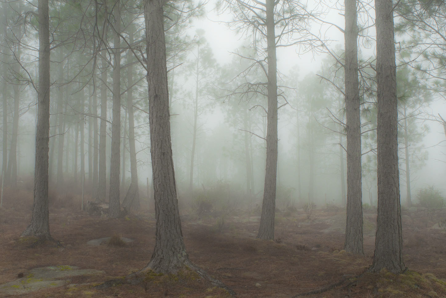 Nikon D90 + AF Nikkor 24mm f/2.8 sample photo. Niebla de bosque. córdoba, argentina. photography