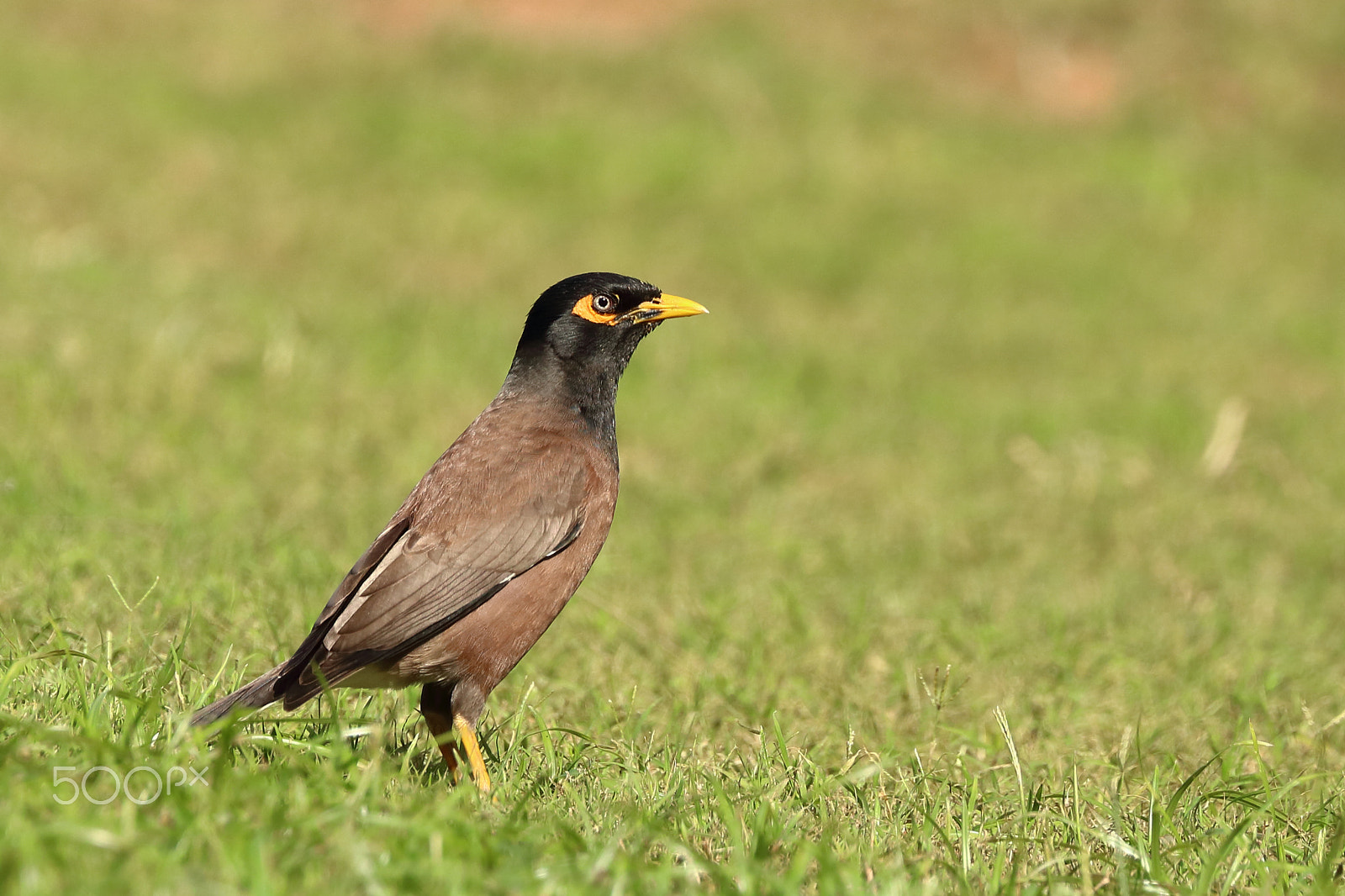 Canon EOS 750D (EOS Rebel T6i / EOS Kiss X8i) + Canon EF 100-400mm F4.5-5.6L IS II USM sample photo. Common mynah photography