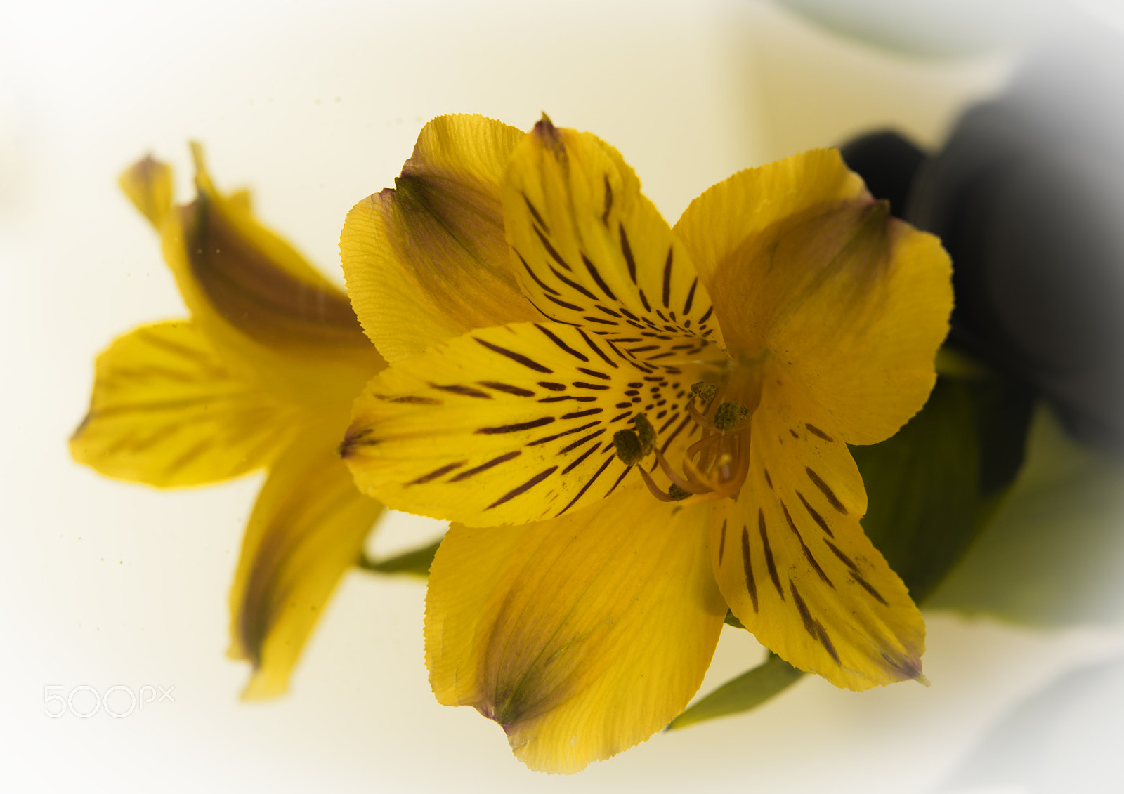Nikon AF-S Micro-Nikkor 60mm F2.8G ED sample photo. Flowers photography