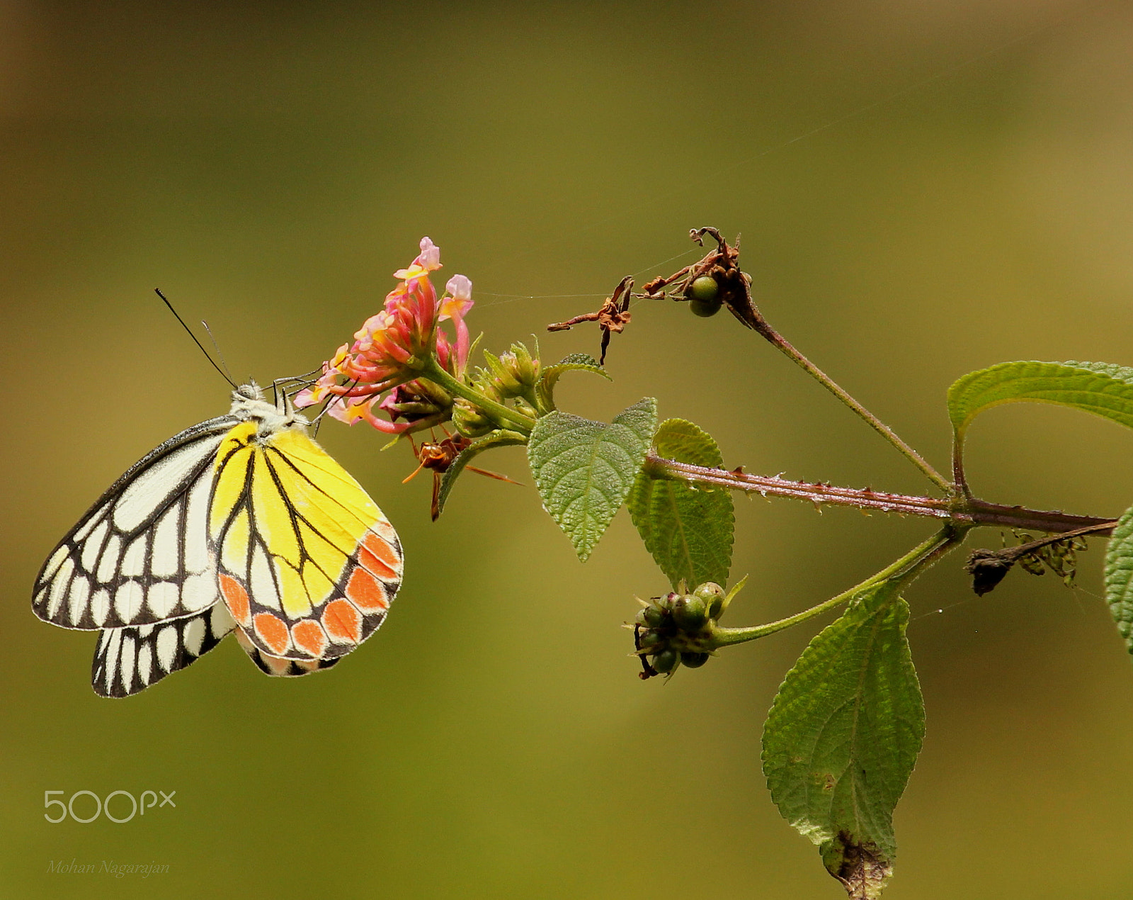 Canon EF 100-400mm F4.5-5.6L IS USM sample photo. Common jezebel photography