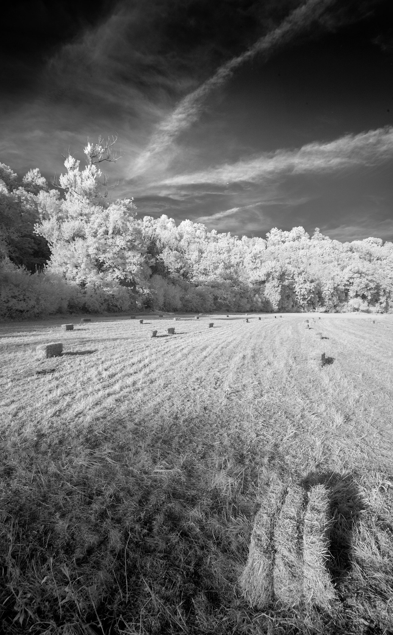 Canon EOS 5D + Canon EF 16-35mm F4L IS USM sample photo. Ir cornfield 2 photography