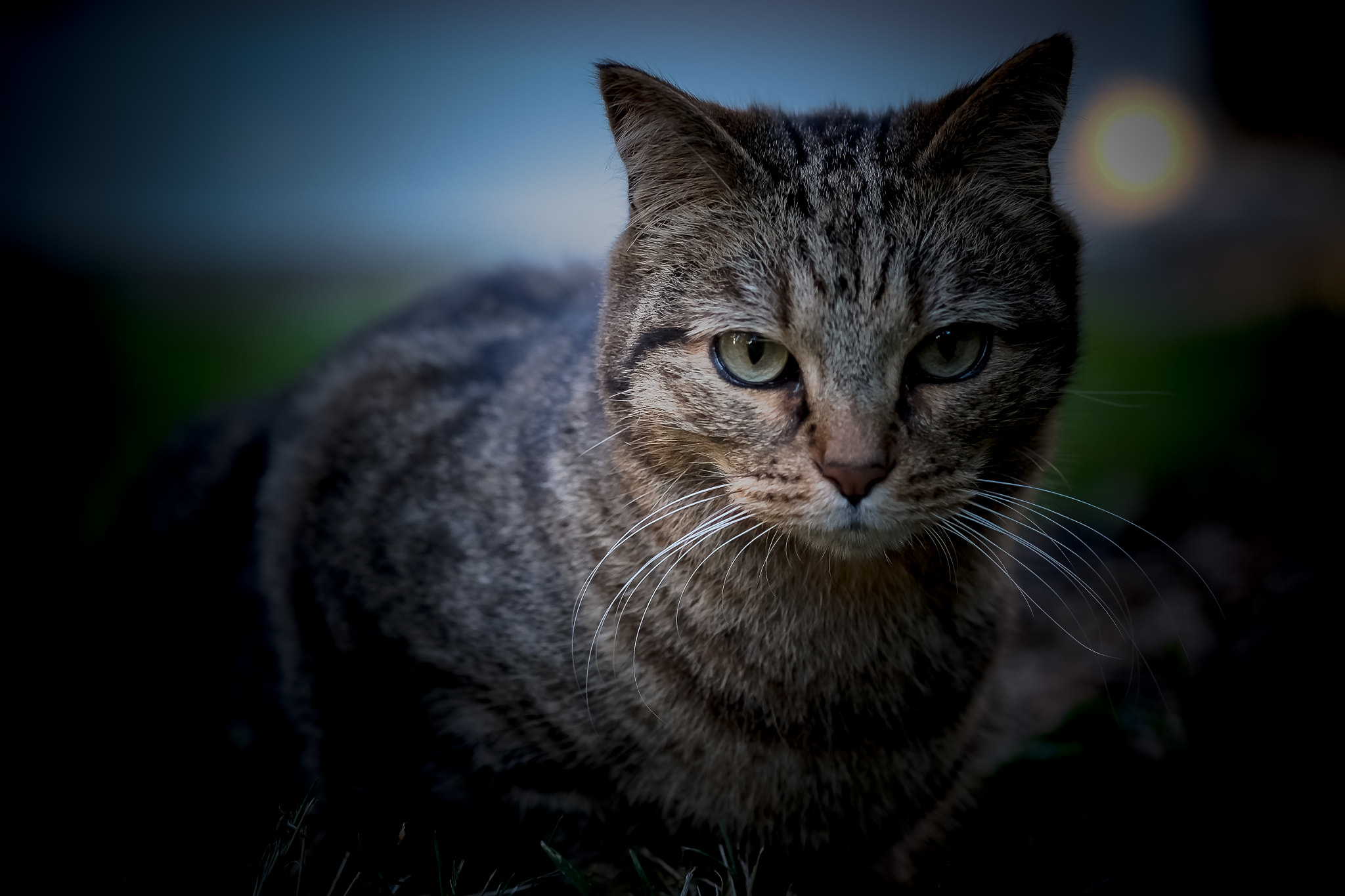 Fujifilm X-Pro1 + Fujifilm XF 60mm F2.4 R Macro sample photo. Le jardin photography