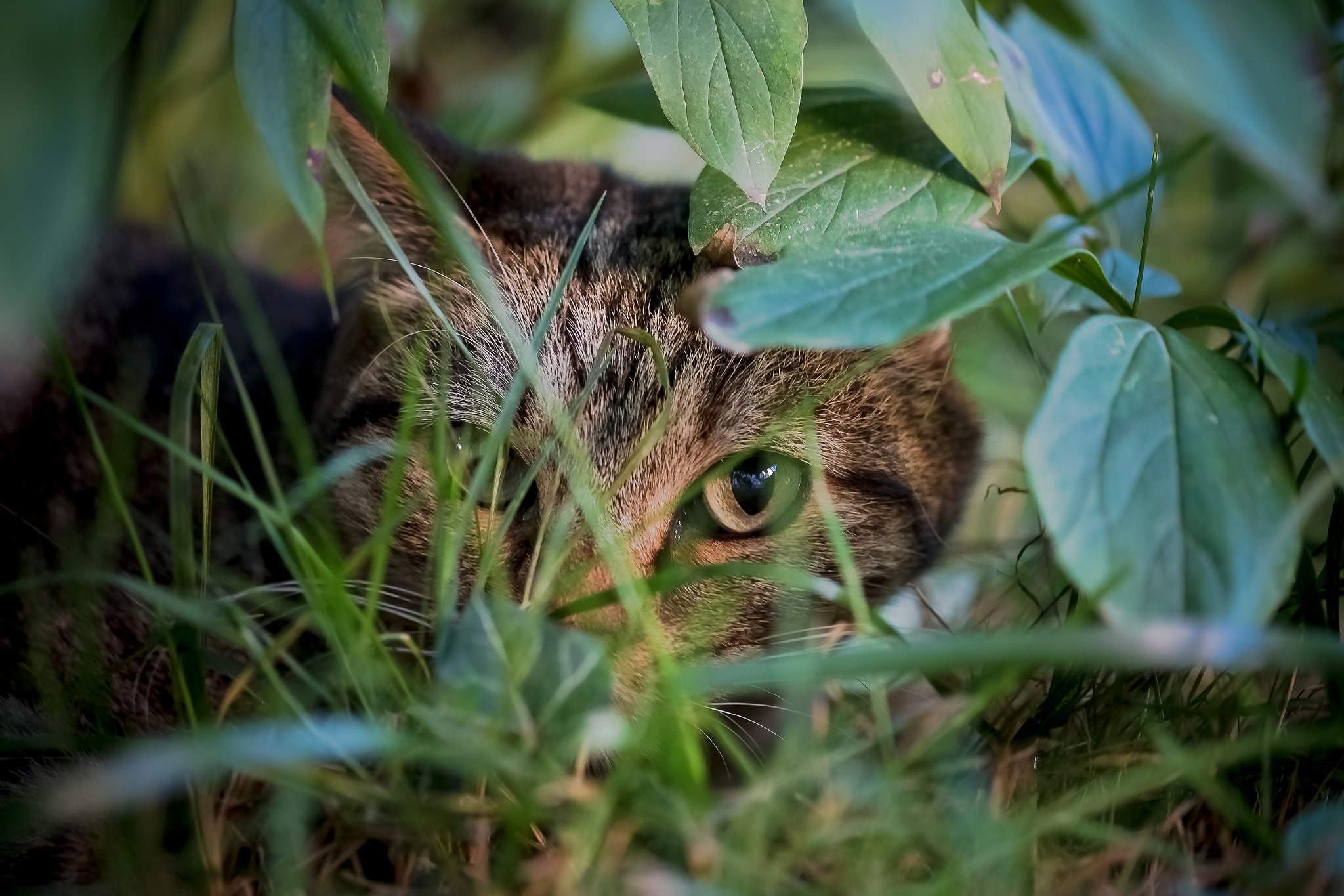 Fujifilm X-Pro1 + Fujifilm XF 60mm F2.4 R Macro sample photo. Le jardin photography
