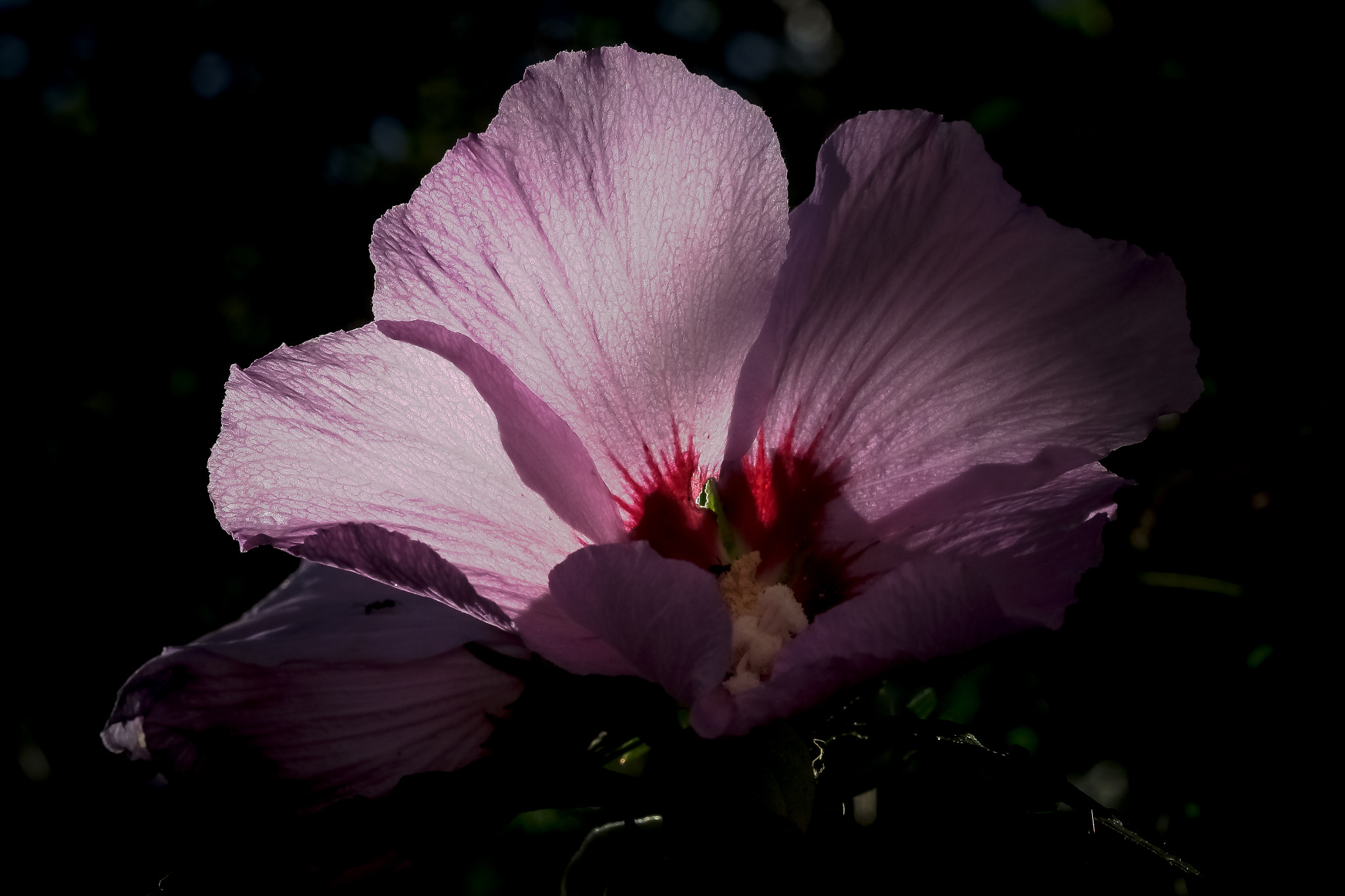 Fujifilm X-Pro1 + Fujifilm XF 60mm F2.4 R Macro sample photo. Le jardin photography