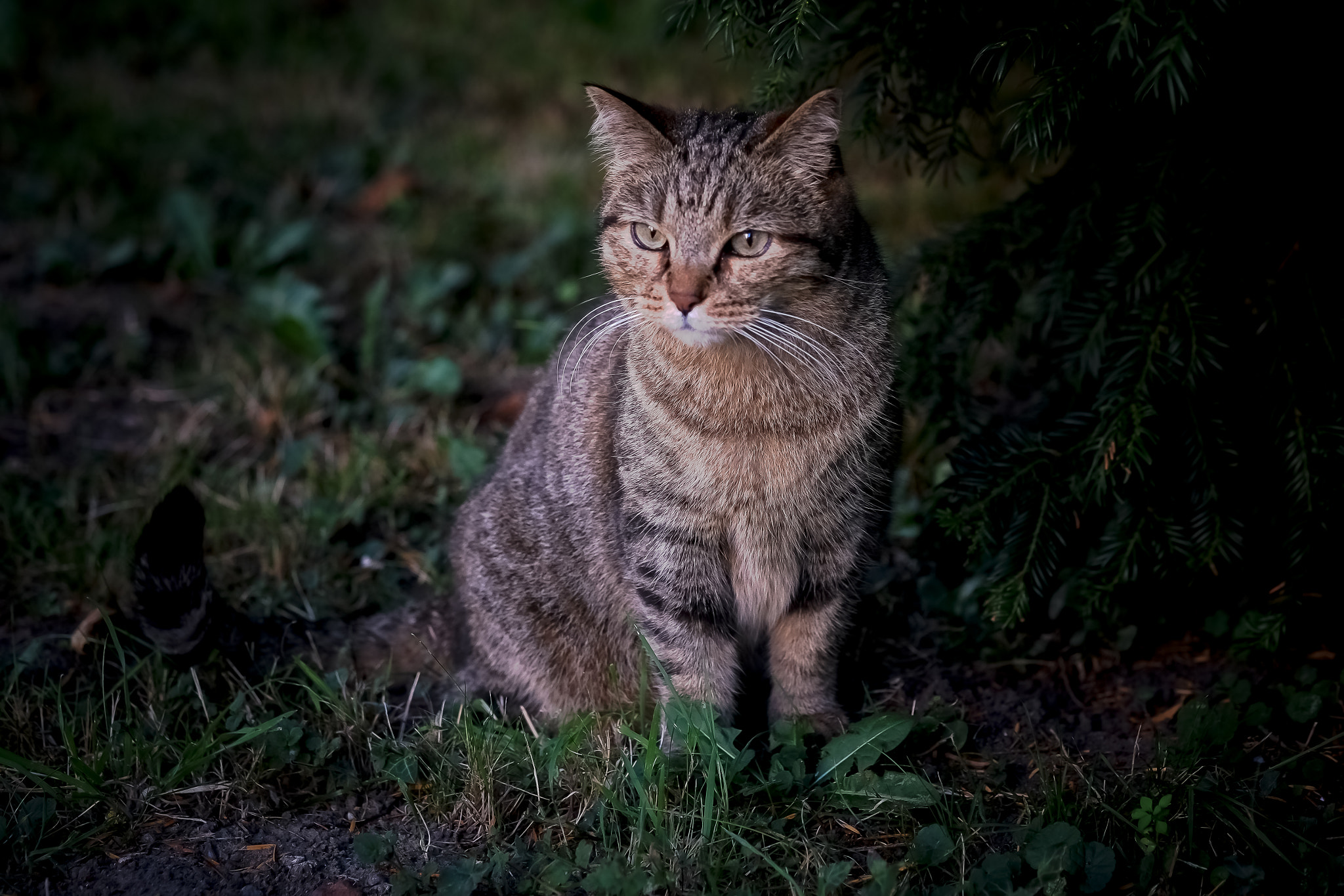 Fujifilm X-Pro1 + Fujifilm XF 60mm F2.4 R Macro sample photo. Le jardin photography