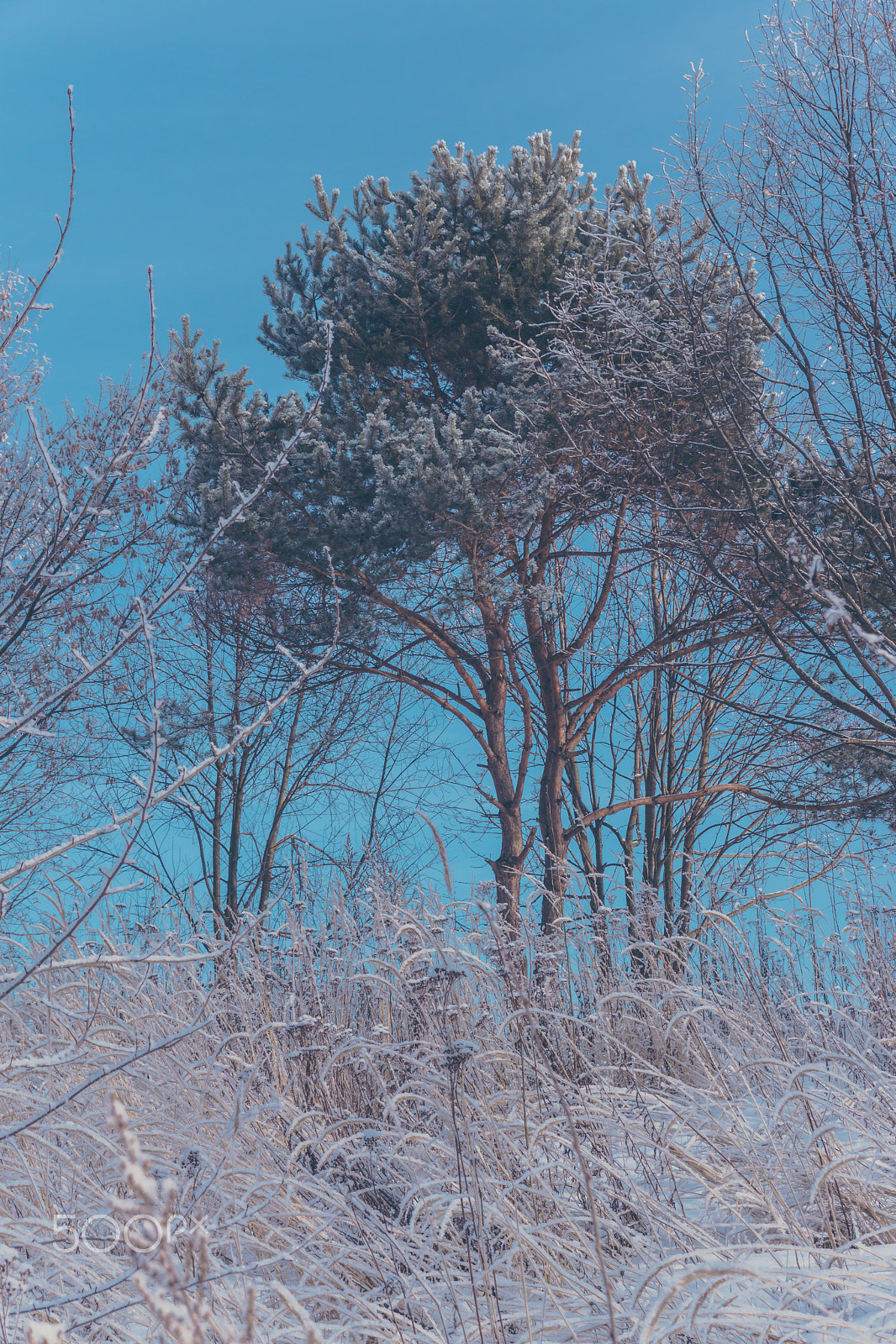 Sony SLT-A65 (SLT-A65V) sample photo. Winter is coming! photography