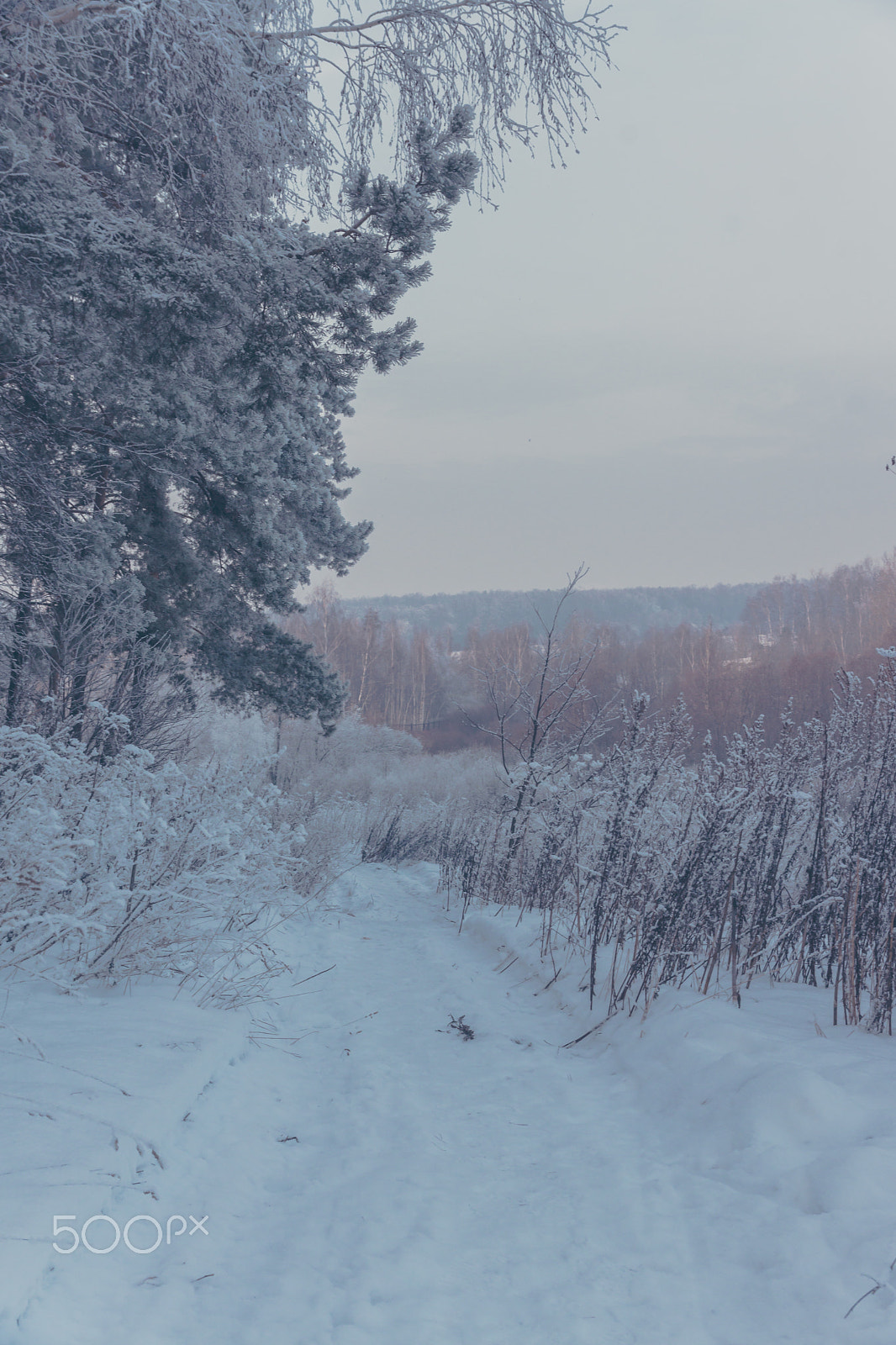 Sony SLT-A65 (SLT-A65V) sample photo. Winter is coming! photography