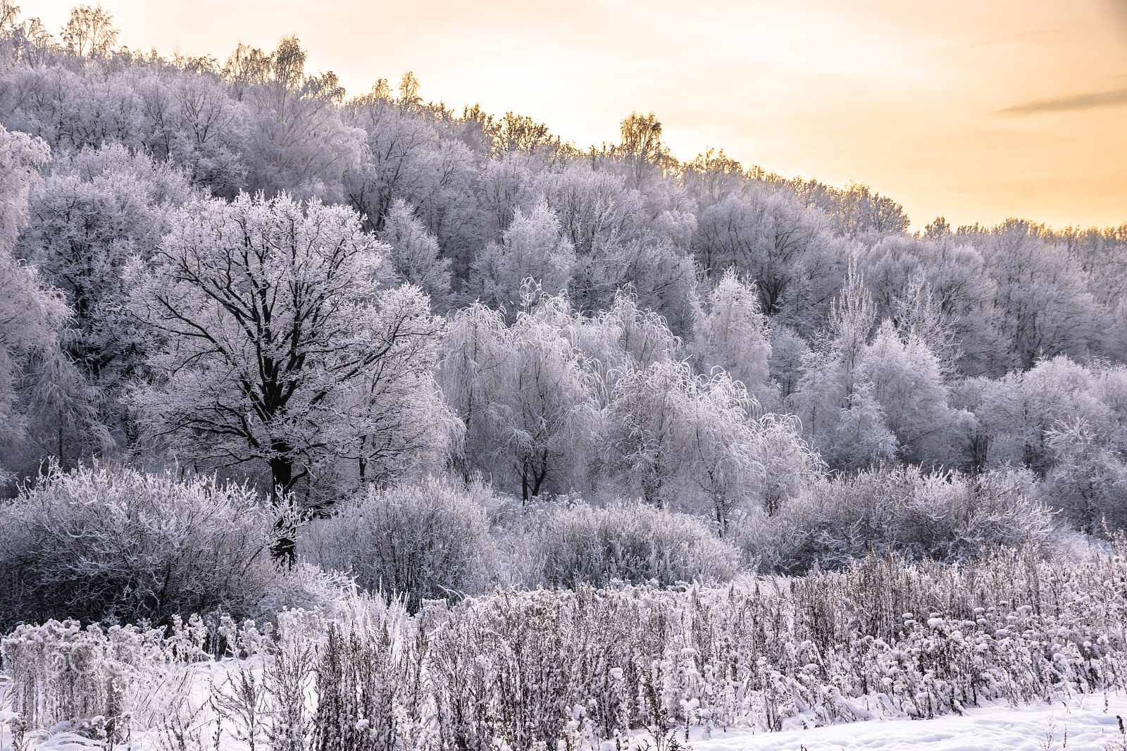 Sony SLT-A65 (SLT-A65V) sample photo. Winter is coming! photography