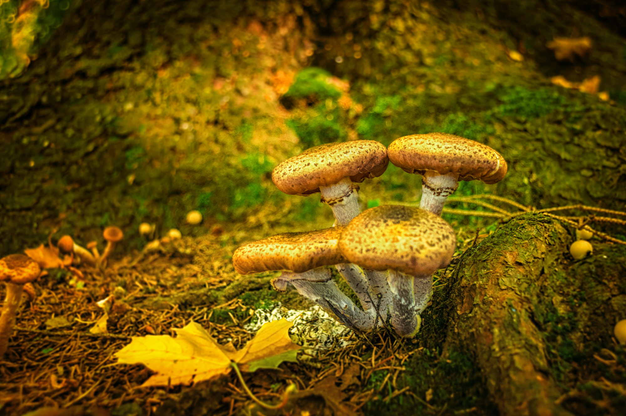 Sony SLT-A57 + Tamron AF 28-105mm F4-5.6 [IF] sample photo. Mushrooms photography