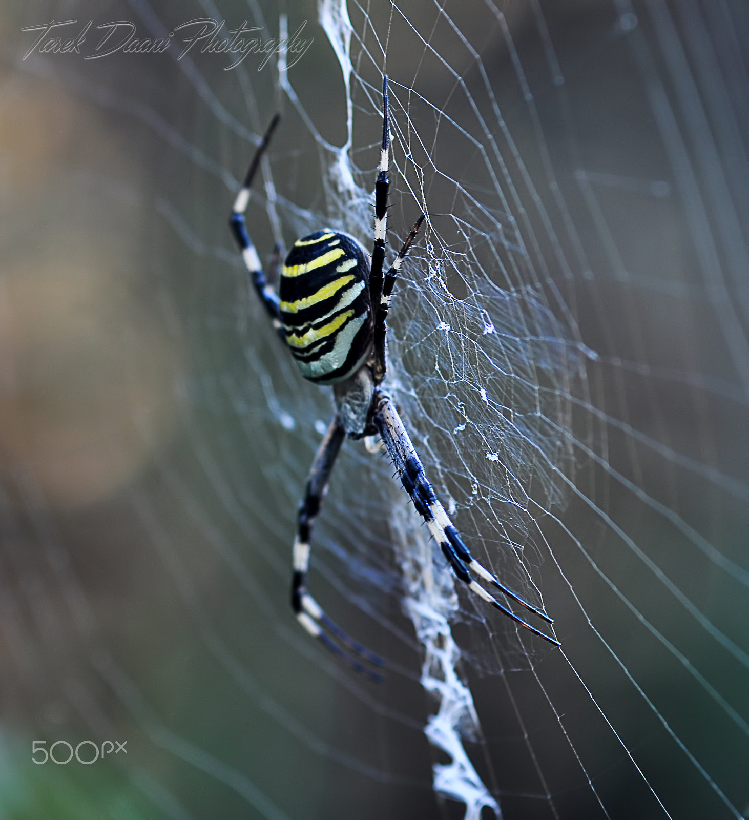 Tamron SP AF 90mm f/2.5 Macro (152E) sample photo. Spider photography