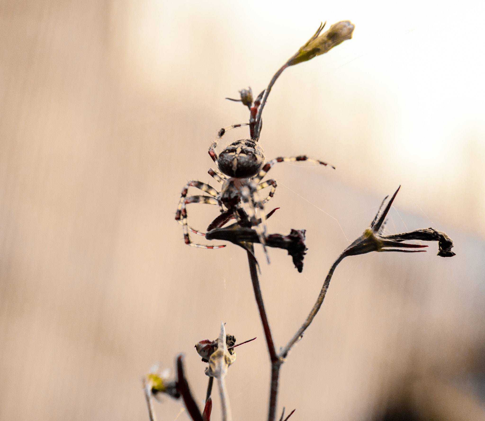 AF Zoom-Nikkor 28-105mm f/3.5-4.5D IF sample photo. Spider photography