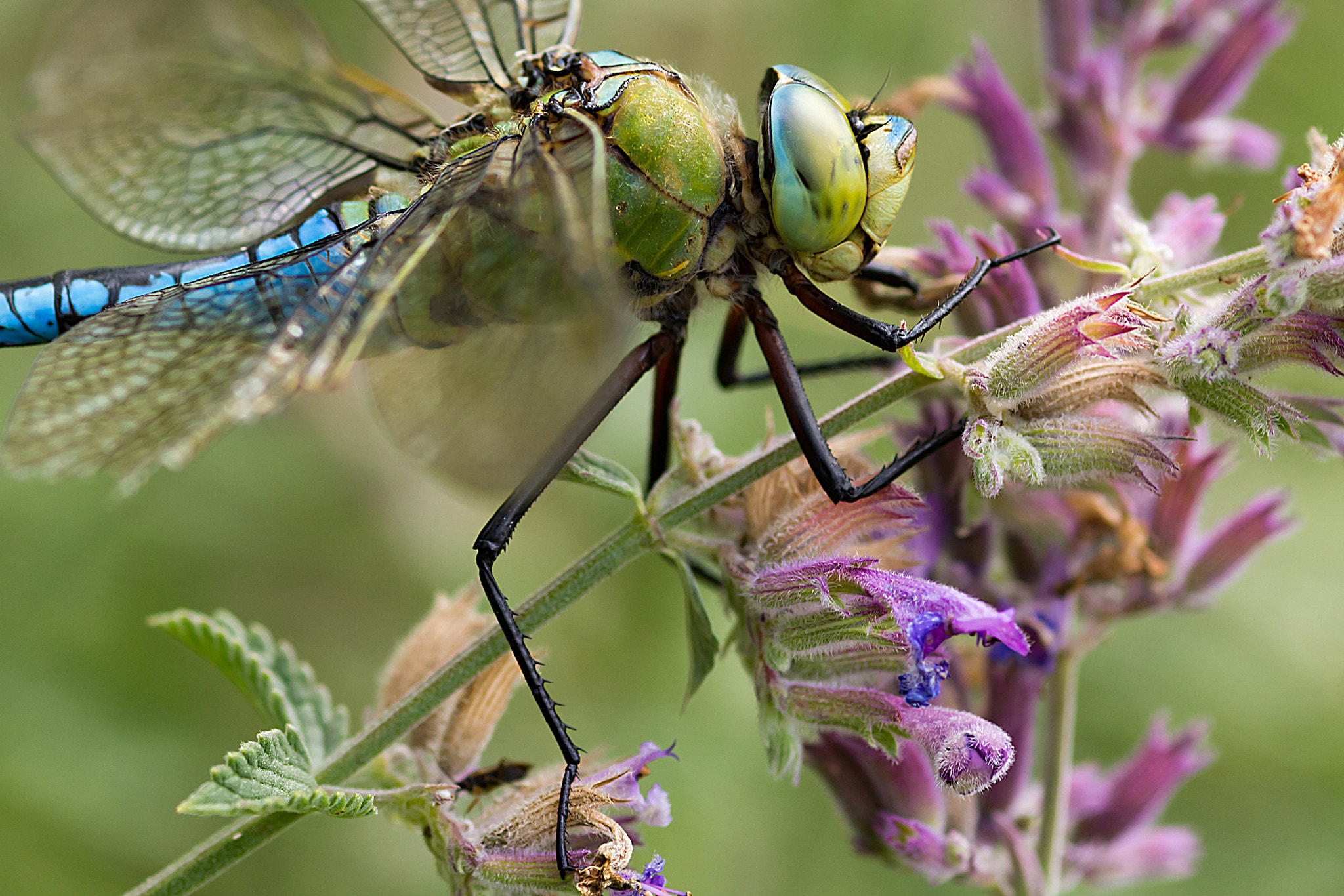 Sigma 105mm F2.8 EX DG Macro sample photo. The emperor photography
