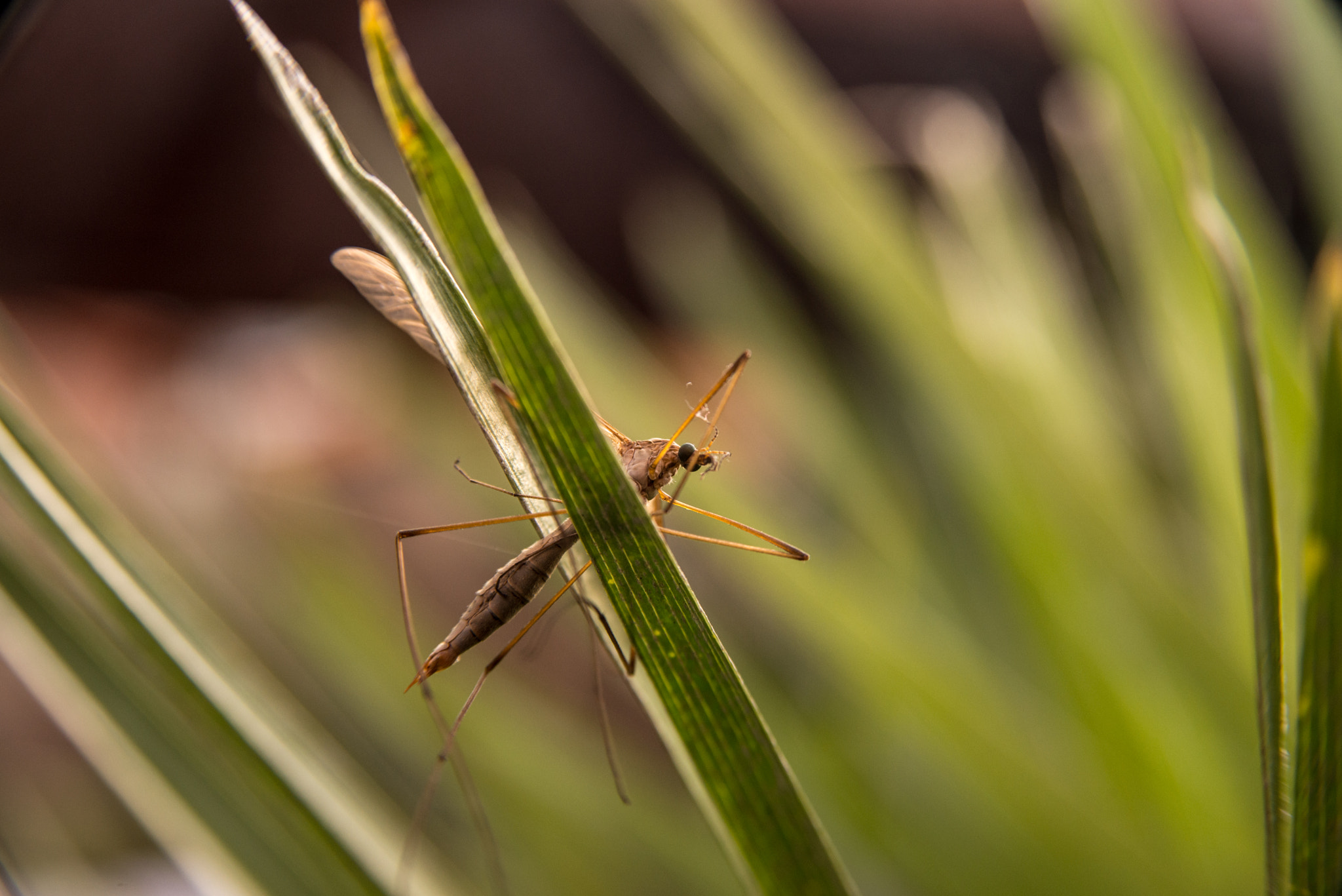 AF Zoom-Nikkor 28-105mm f/3.5-4.5D IF sample photo. Insect photography