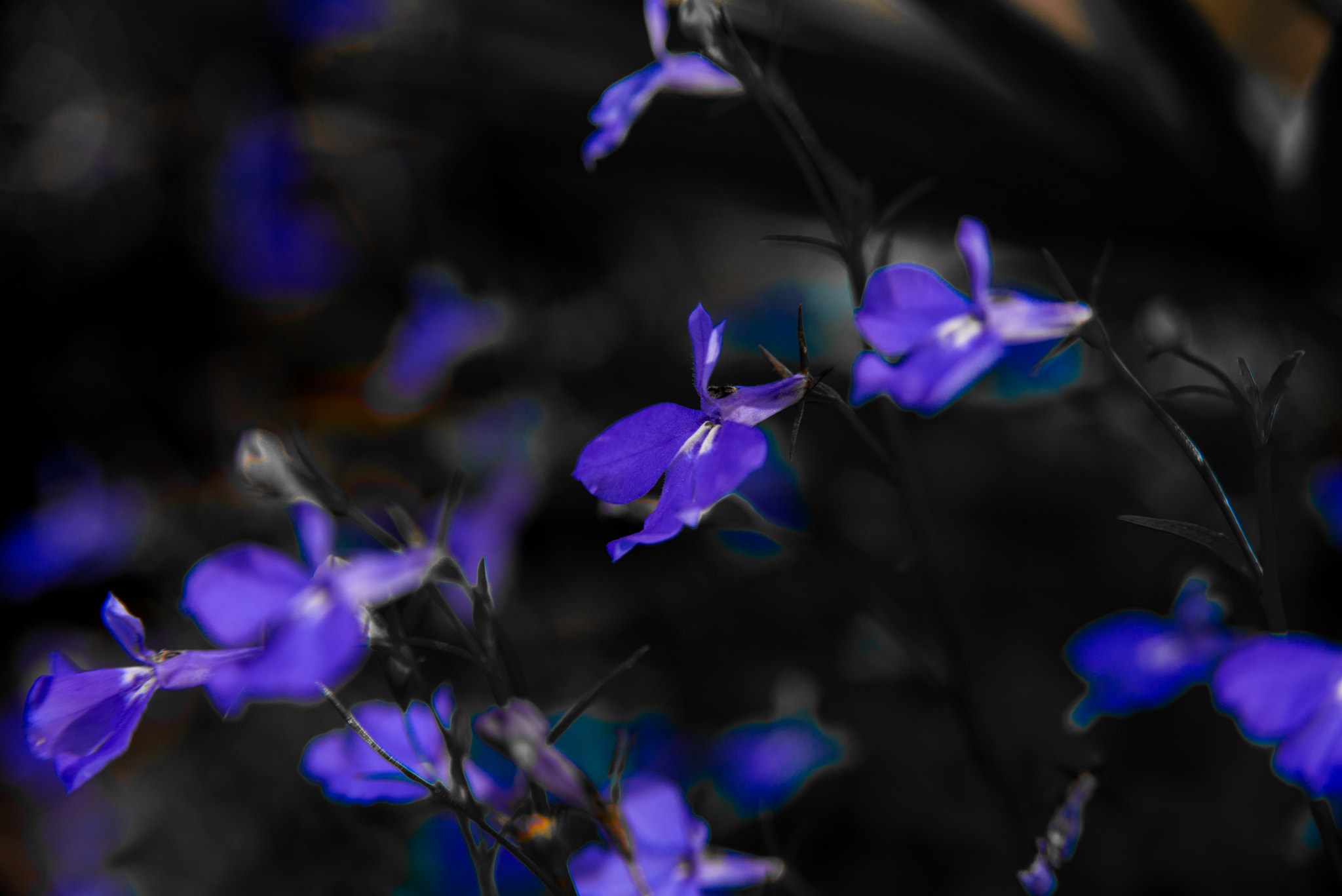 AF Zoom-Nikkor 28-105mm f/3.5-4.5D IF sample photo. Flowers photography