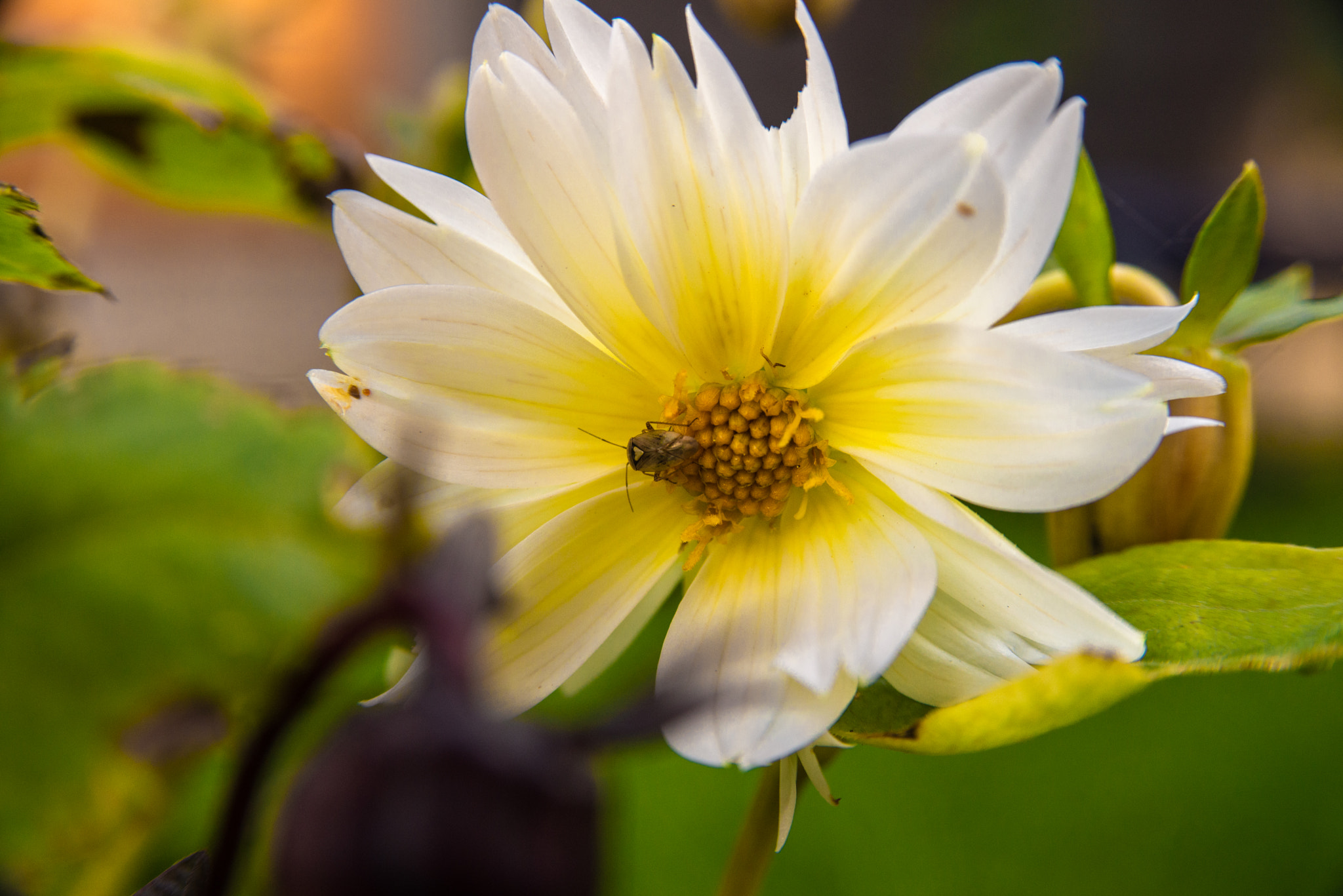 AF Zoom-Nikkor 28-105mm f/3.5-4.5D IF sample photo. Flower photography