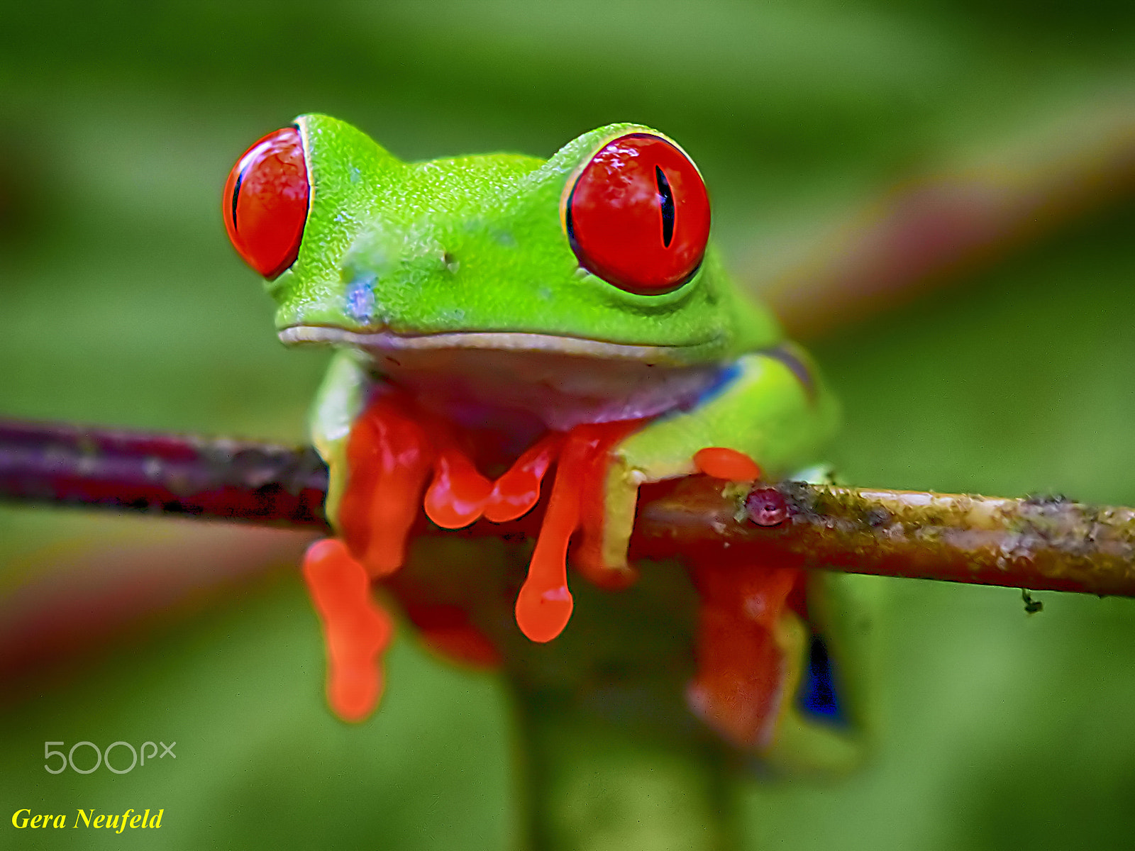 60mm f/2.8G sample photo. The thinking frog photography