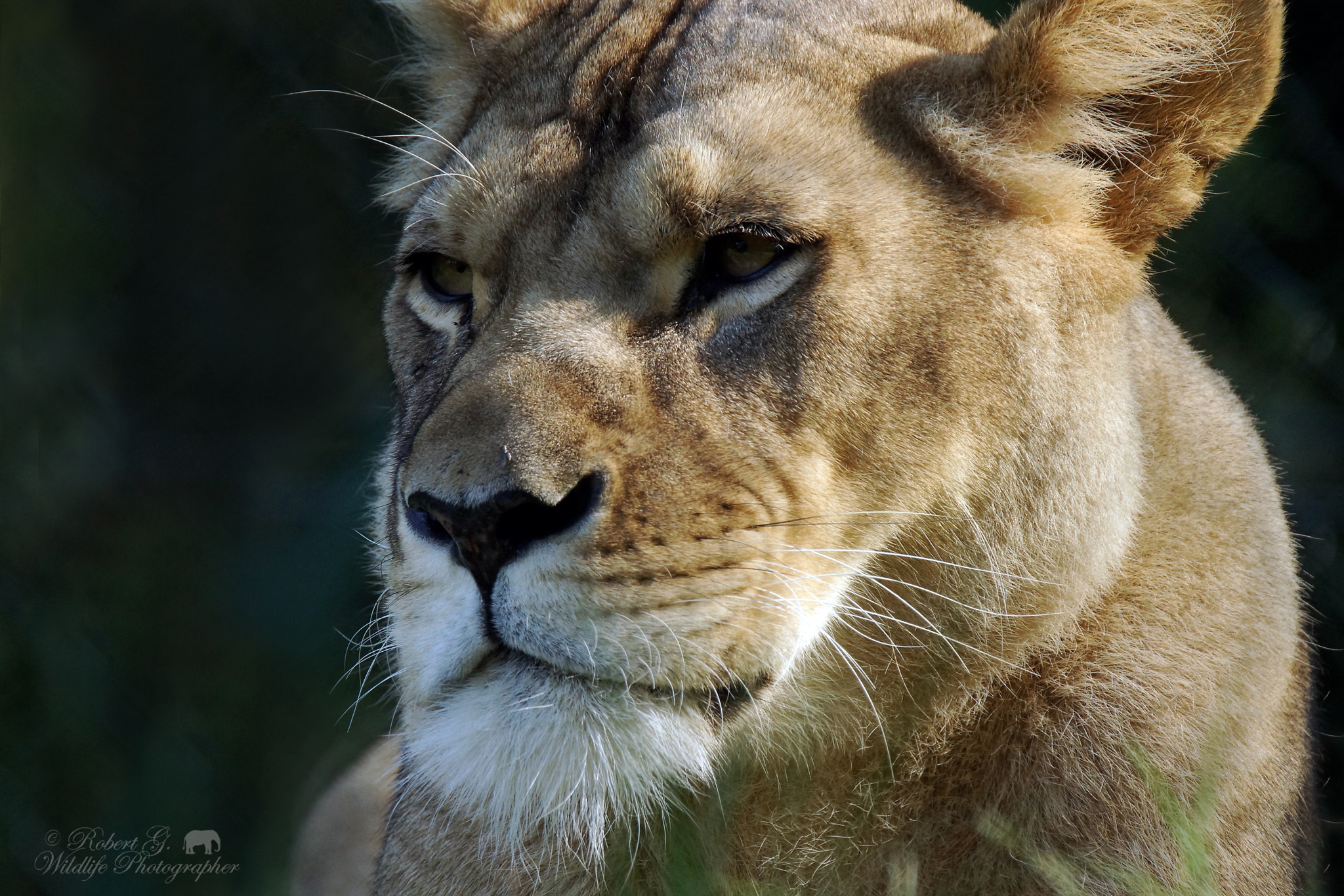 Sony SLT-A77 + Tamron SP 150-600mm F5-6.3 Di VC USD sample photo. Lion portrait photography