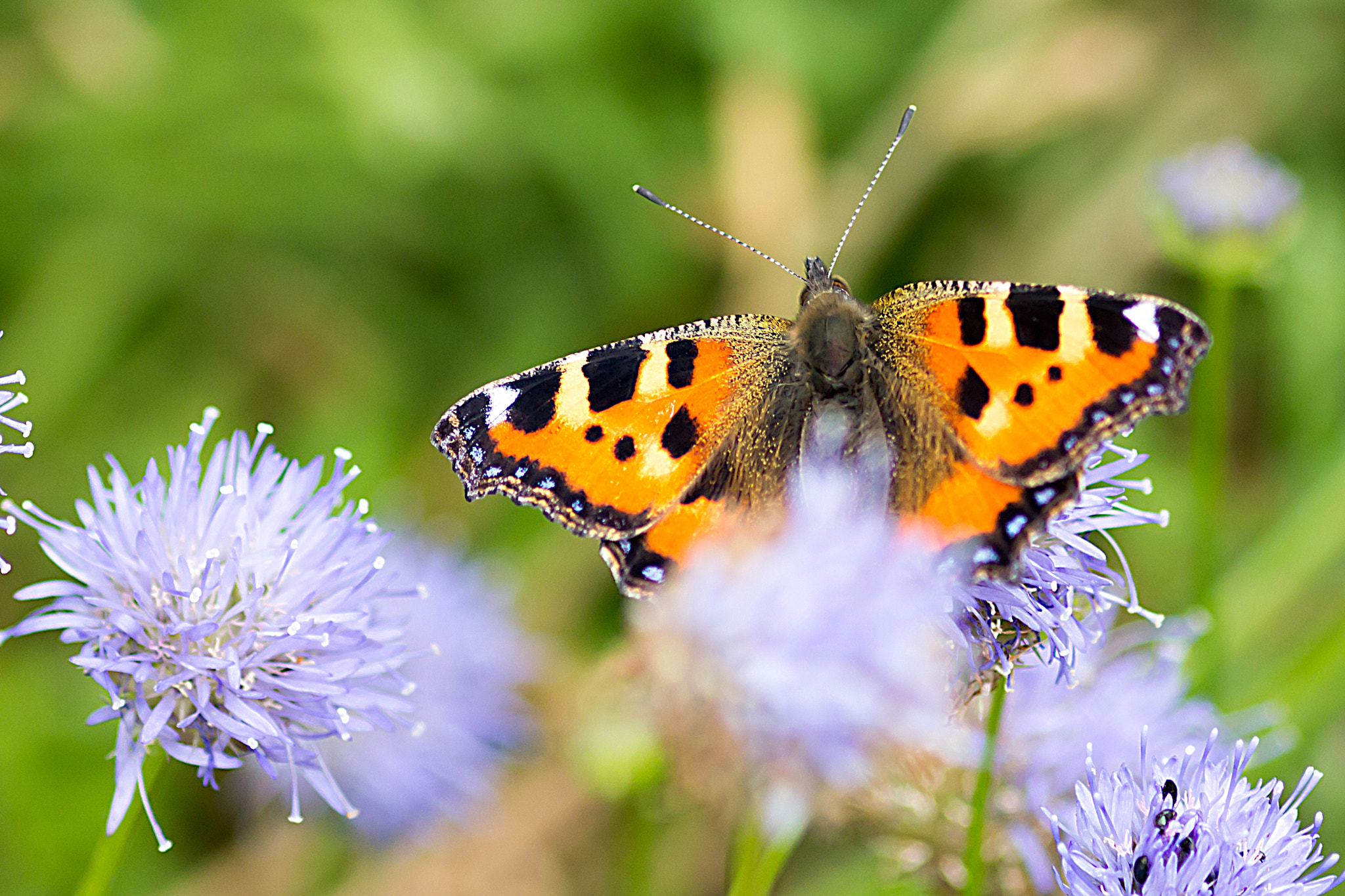 Canon EOS 60D + Sigma 105mm F2.8 EX DG Macro sample photo. Small tortoiseshell photography