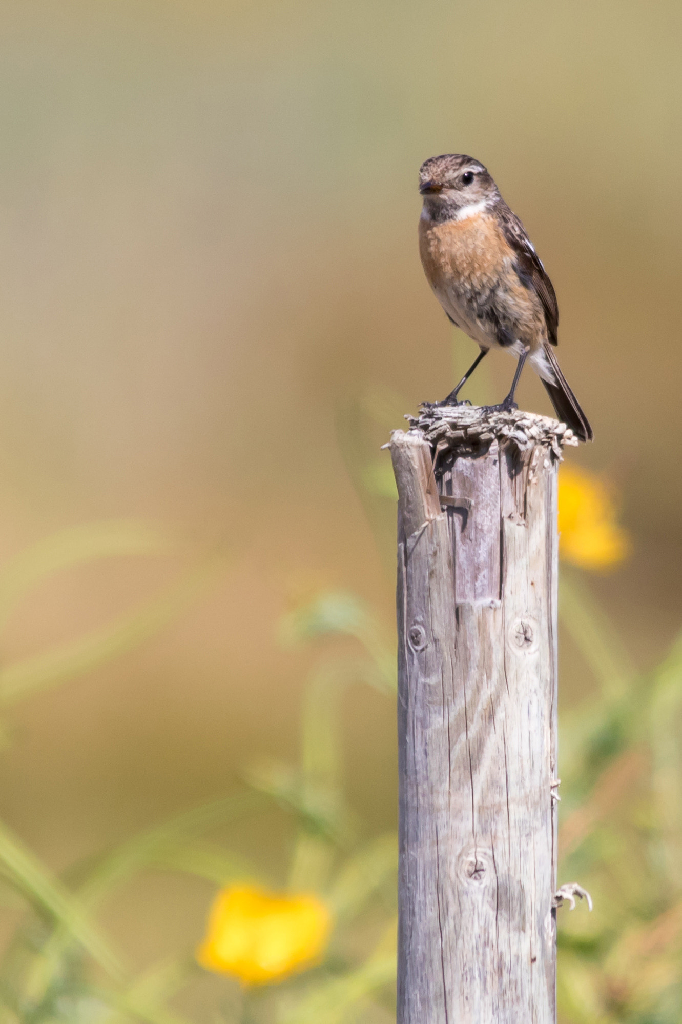 Sigma 150-500mm F5-6.3 DG OS HSM sample photo. Wheatear photography