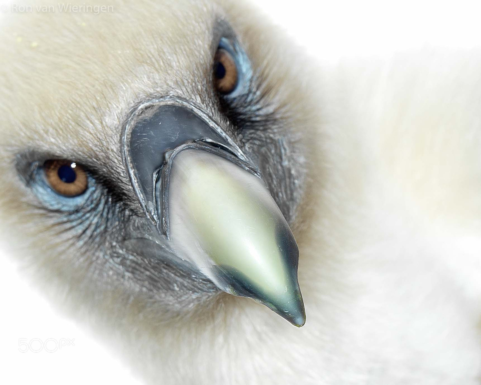 Hasselblad H5D-50c sample photo. Sharp beak griffon vulture (gyps fulvus) photography