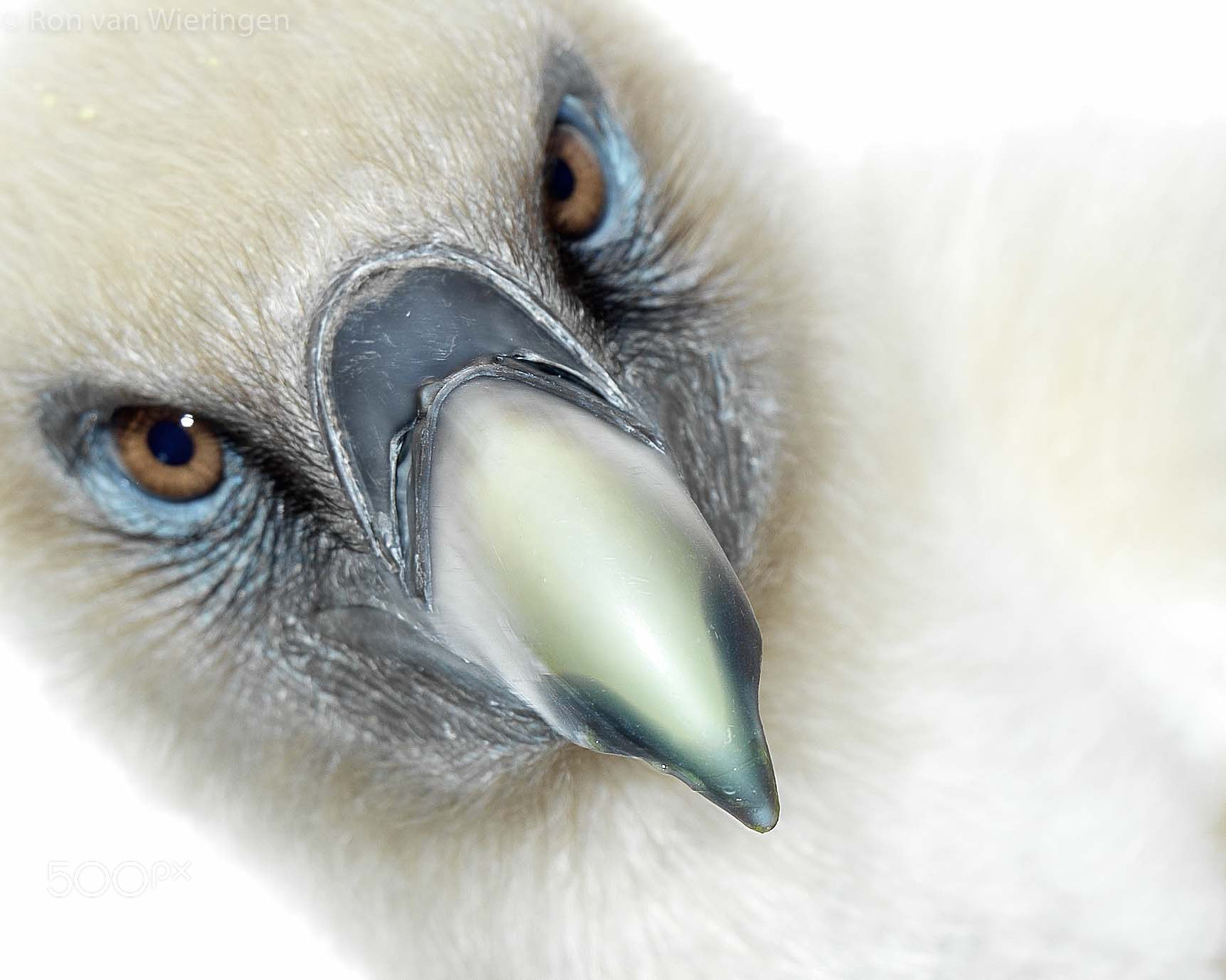 Hasselblad H5D-50c + HC 120 II sample photo. Sharp beak griffon vulture (gyps fulvus) photography