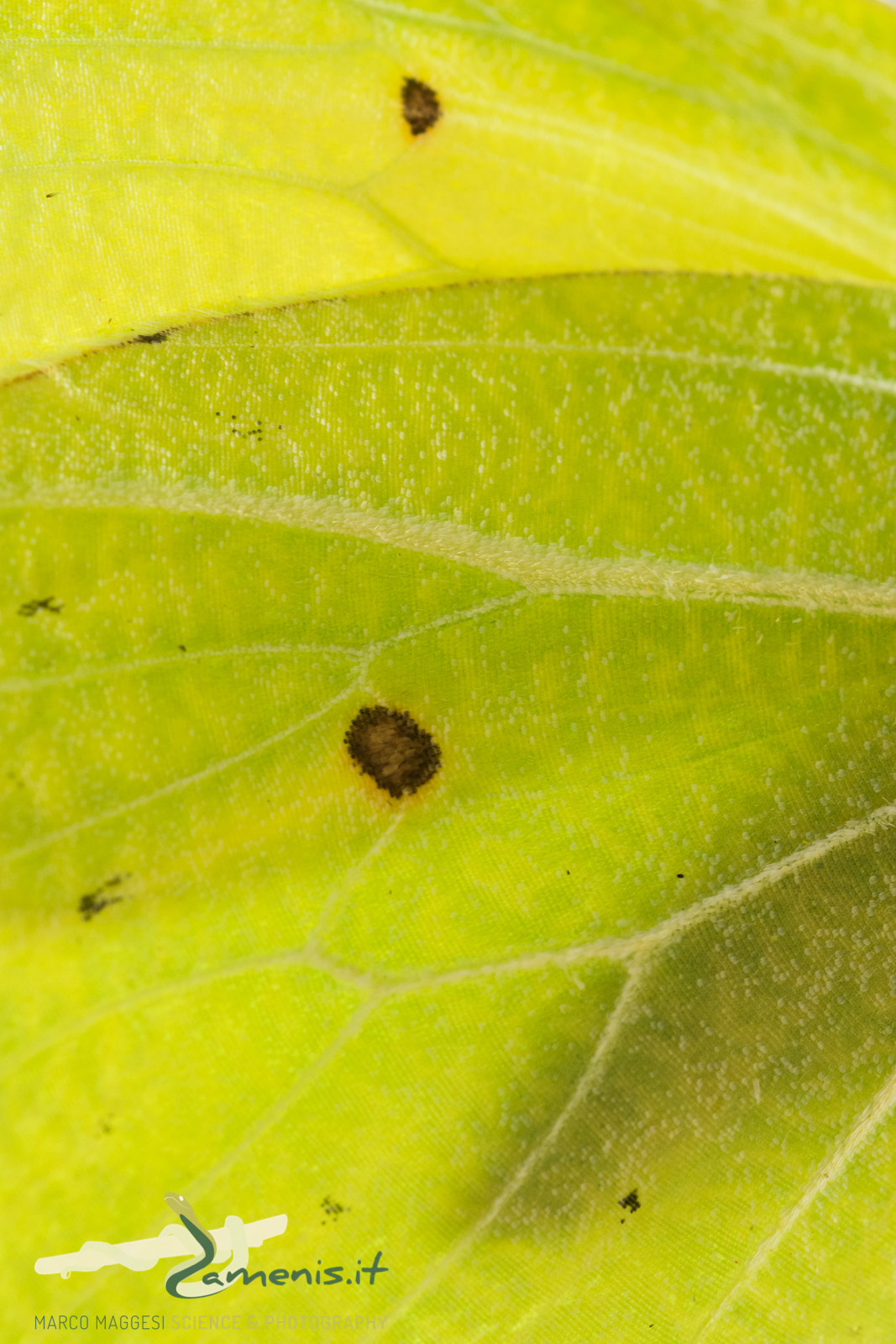 Nikon D810 + Nikon AF Micro-Nikkor 60mm F2.8D sample photo. Common brimstone (gonepteryx rhamni) photography