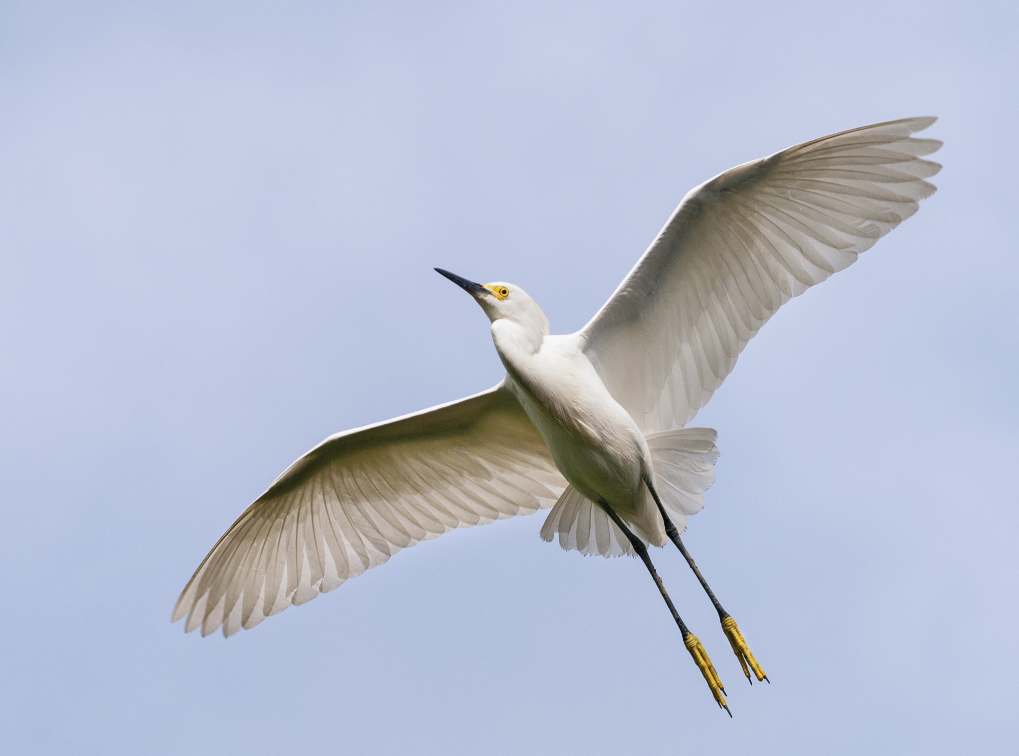Nikon D300S sample photo. Snowy egret in flight photography