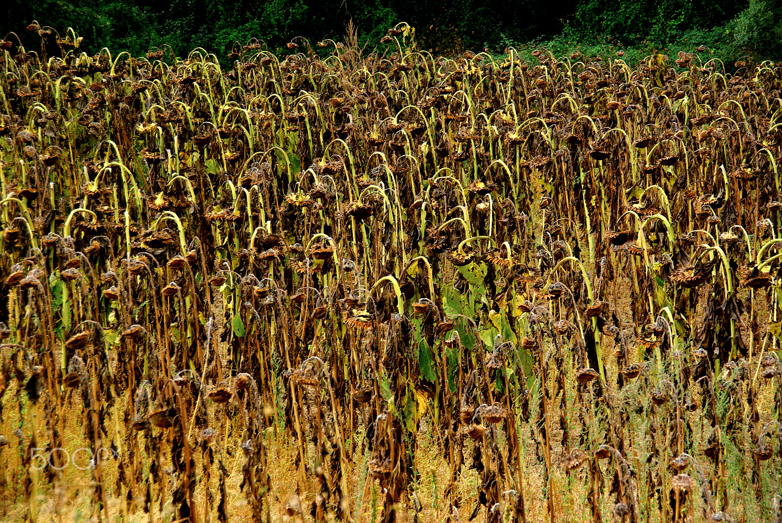 Pentax K10D sample photo. Sunflowers photography