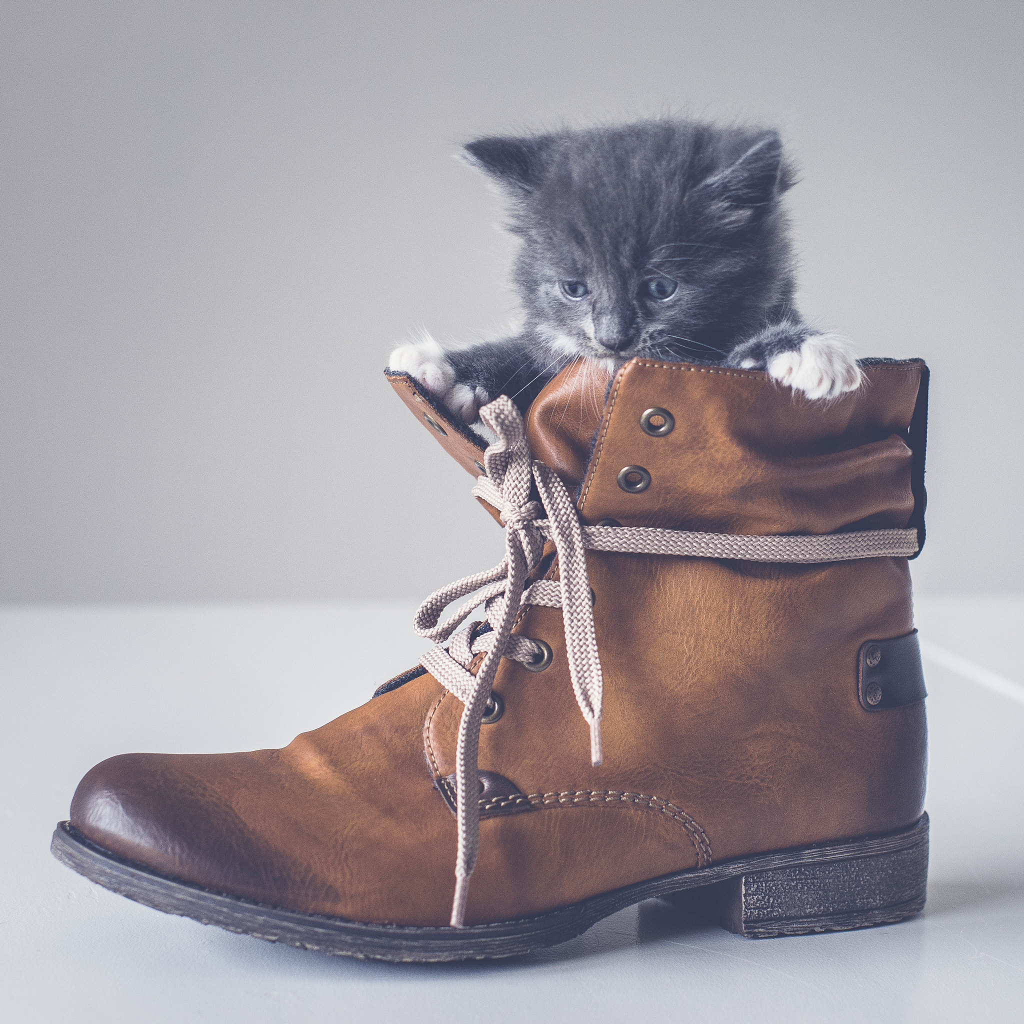 Pentax K-5 II sample photo. Puss in a boot photography