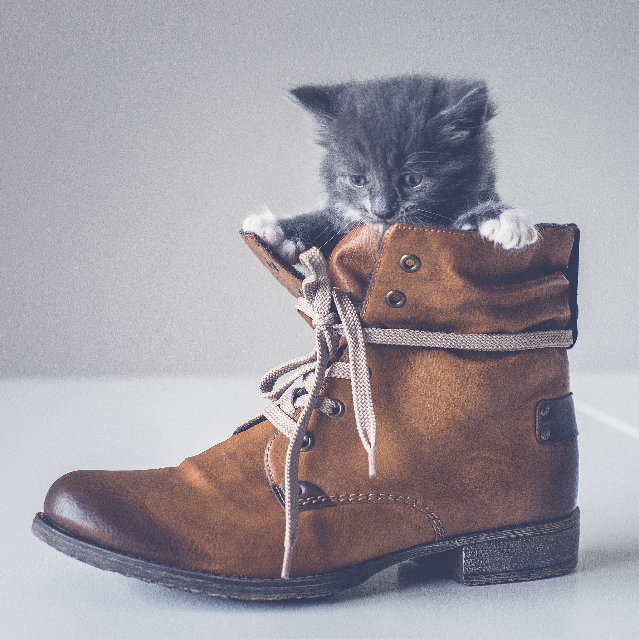 Pentax K-5 II + Pentax smc FA 50mm F1.4 sample photo. Puss in a boot photography