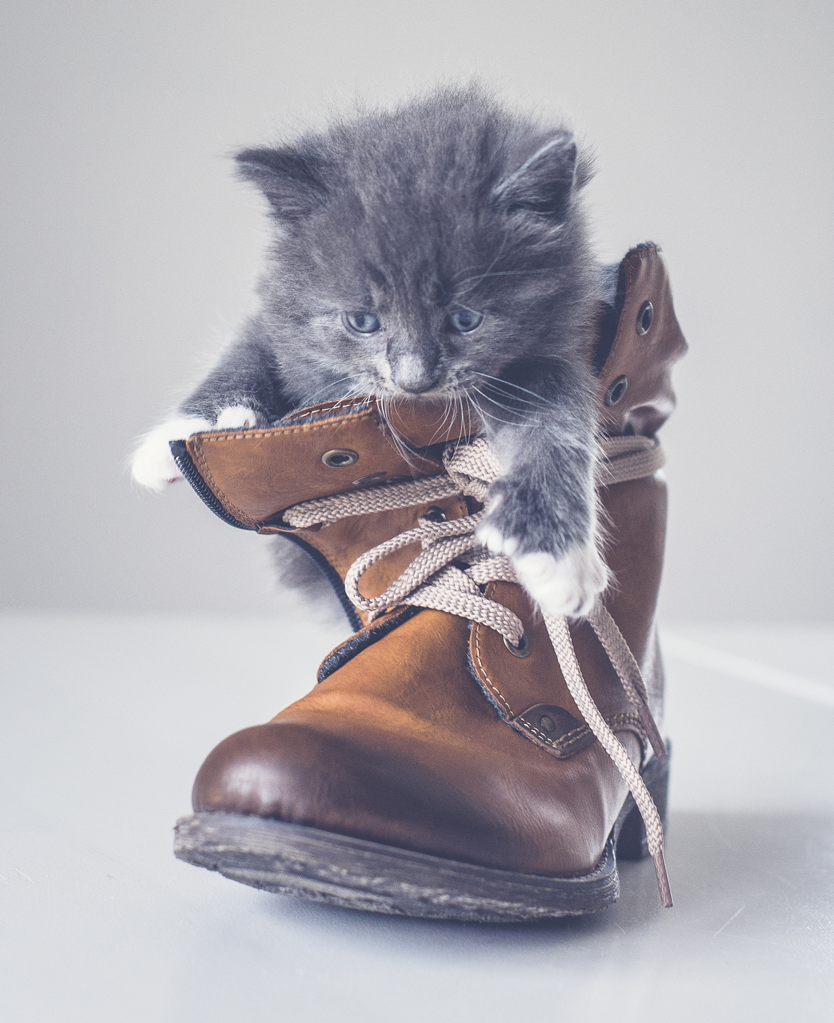Pentax K-5 II sample photo. Puss in a boot photography