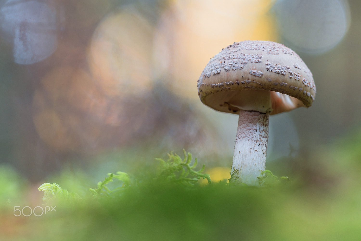 Sigma 150mm F2.8 EX DG Macro HSM sample photo. Blusher iv photography