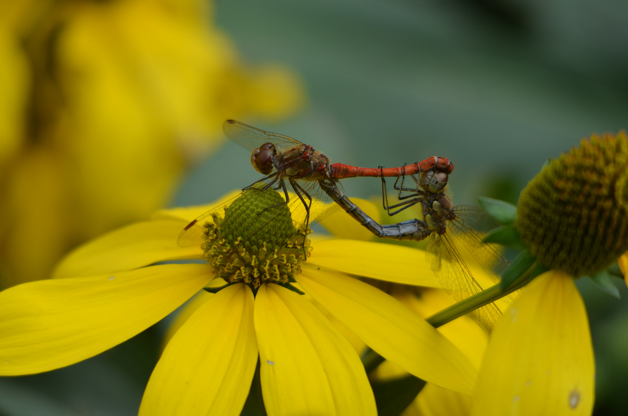 Sigma 150-500mm F5-6.3 DG OS HSM sample photo. Coupled photography