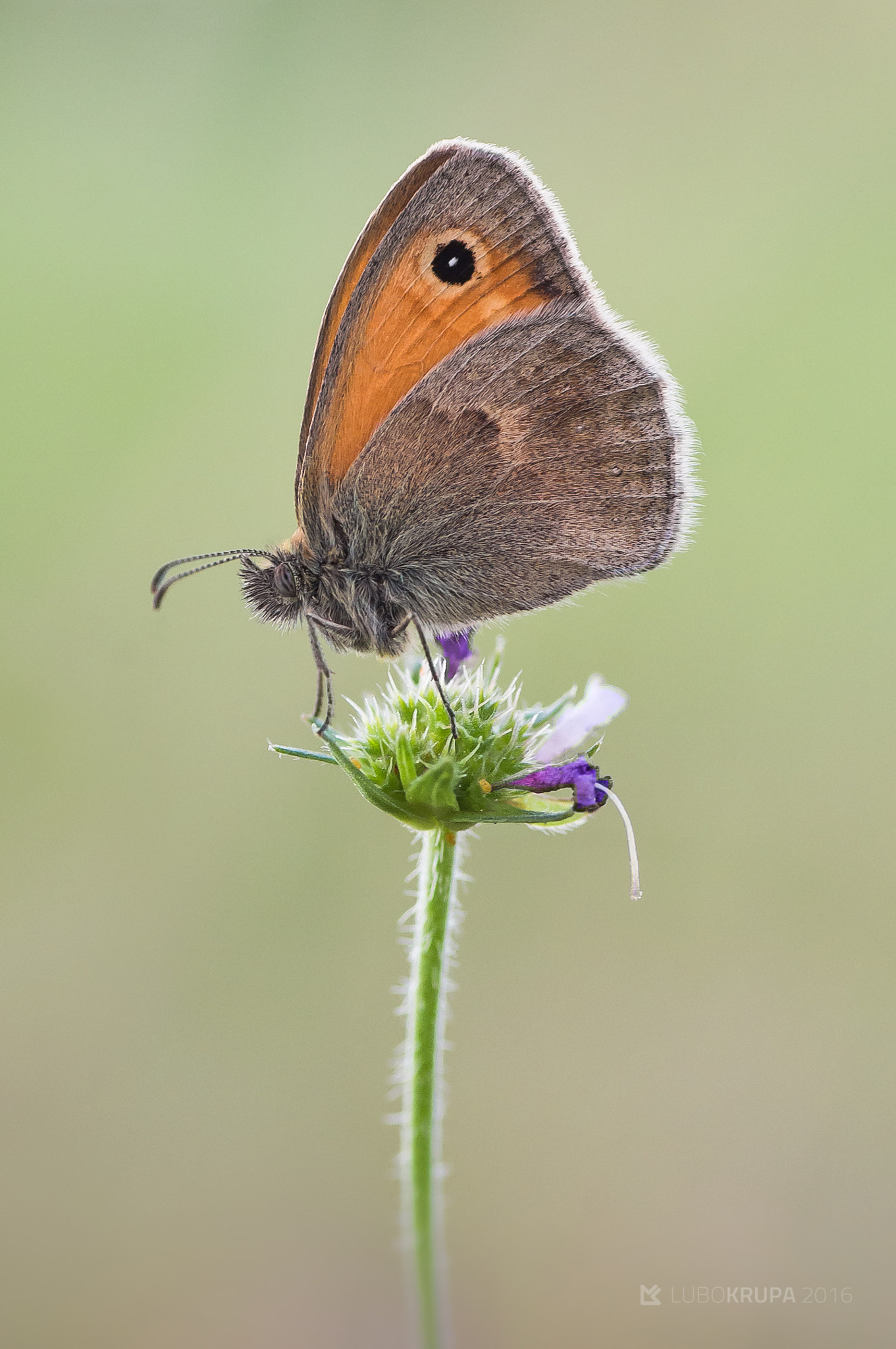 Pentax K-r sample photo. Coenonympha pamphilus photography