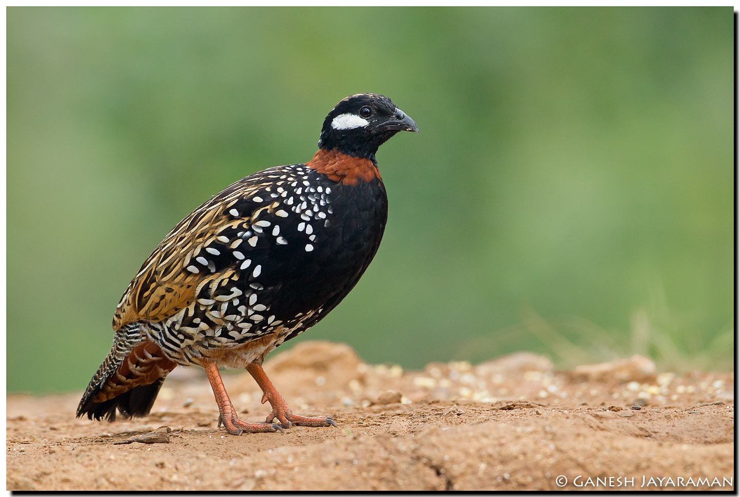Canon EF 500mm F4L IS USM sample photo. Black francolin (francolinus francolinus) photography