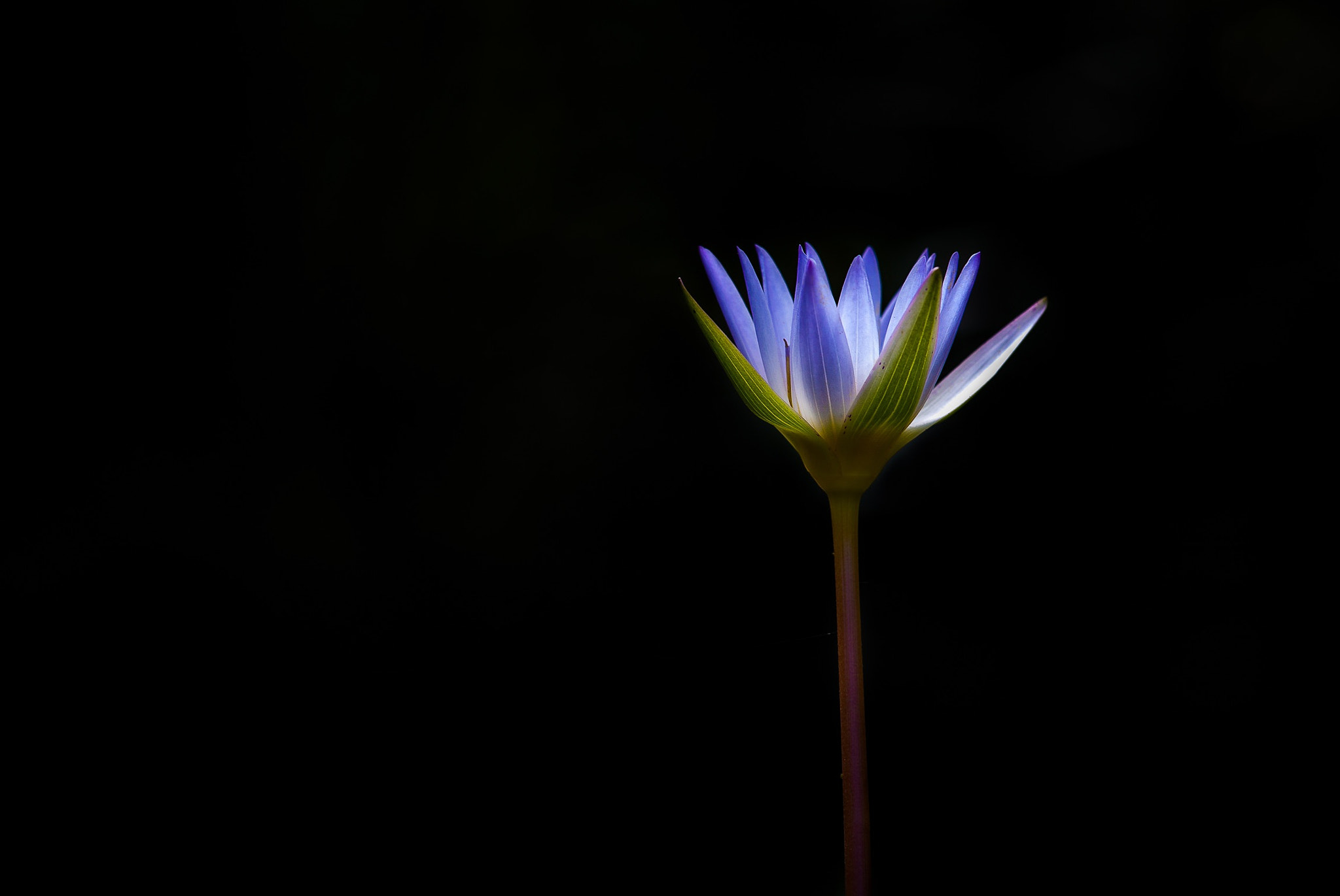 Canon EF 300mm F2.8L IS II USM sample photo. Sleeping lily photography