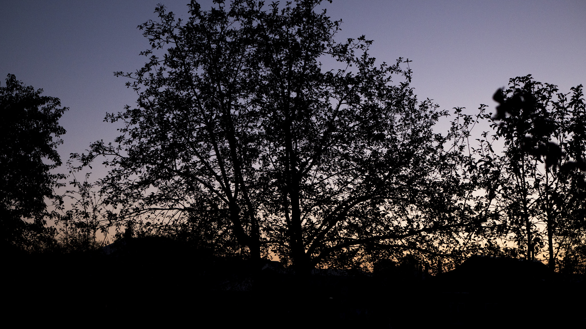 Panasonic Lumix DMC-GH4 + LUMIX G 25/F1.7 sample photo. Дерево в сумерках photography