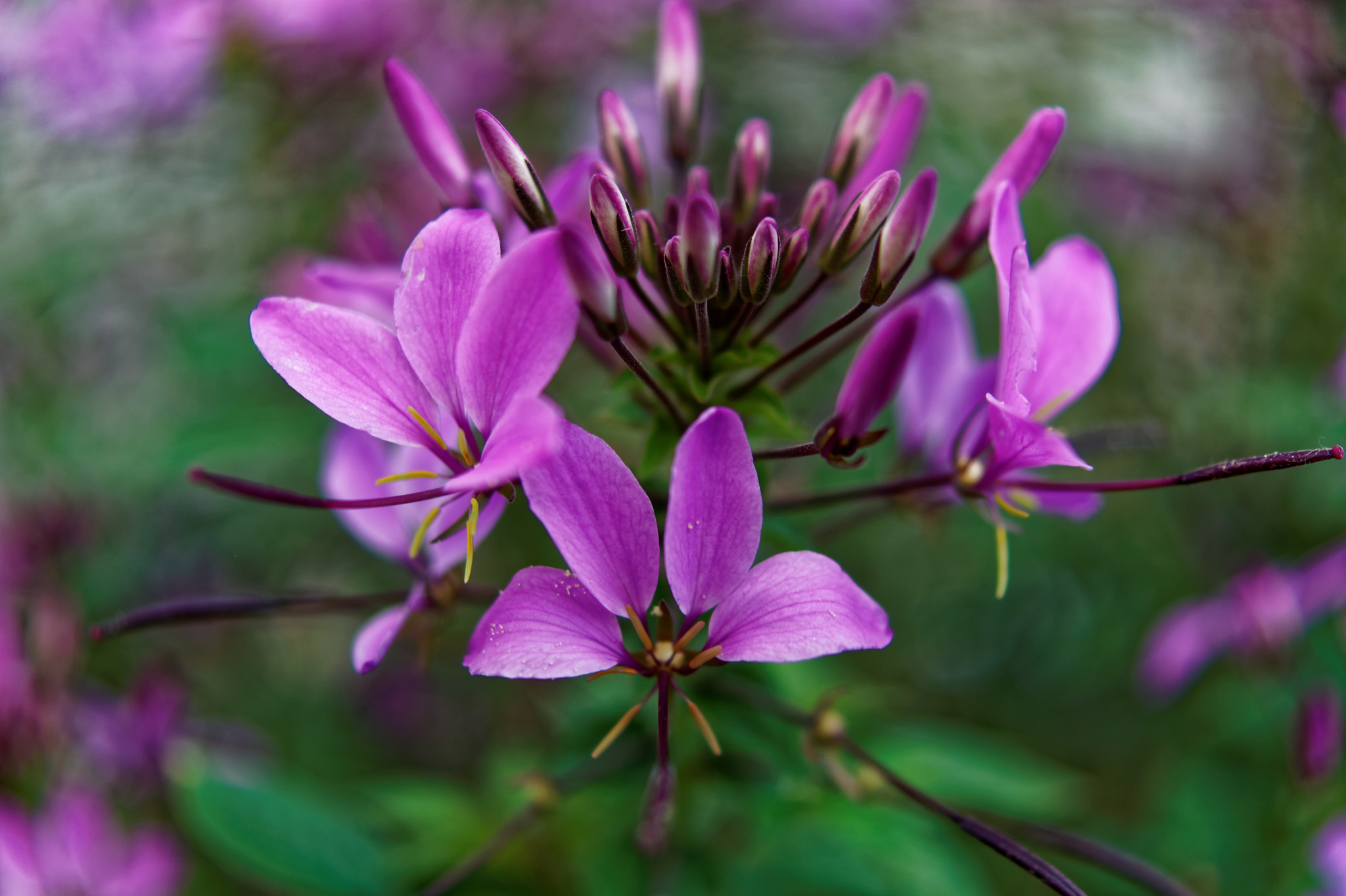 Sony DT 30mm F2.8 Macro SAM sample photo. Dxo photography