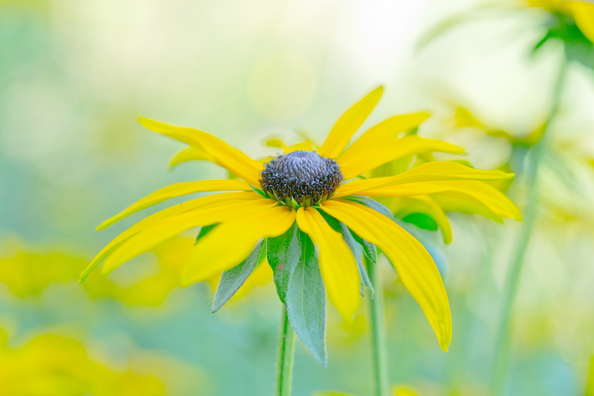 Nikon AF-S Micro-Nikkor 60mm F2.8G ED sample photo. Yellow photography