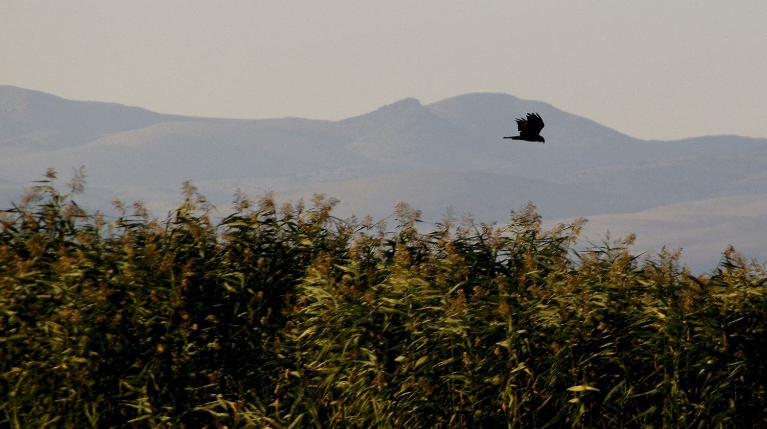 Sony DT 55-200mm F4-5.6 SAM sample photo. Harrier photography