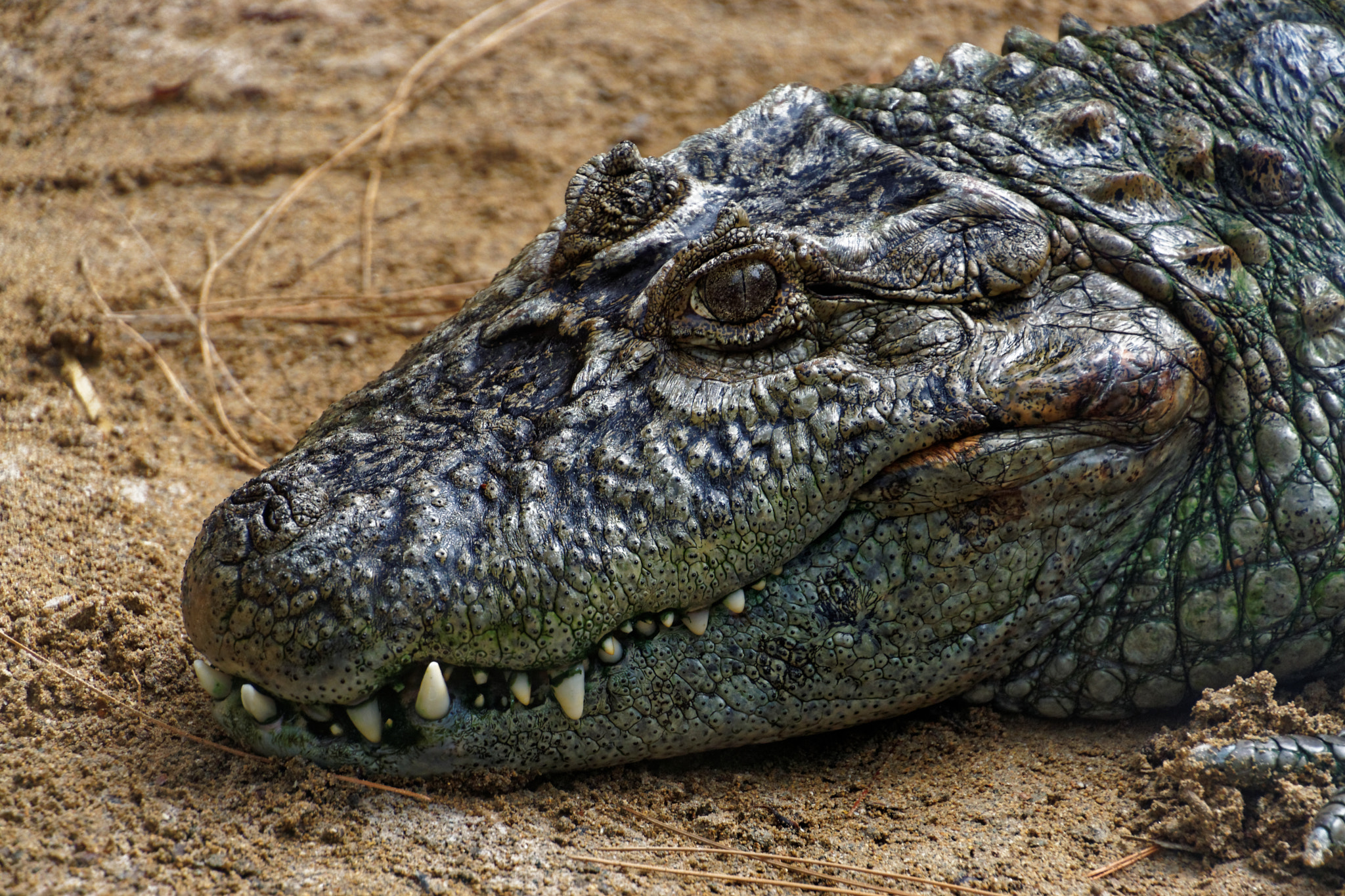 Tamron 16-300mm F3.5-6.3 Di II VC PZD Macro sample photo. Dxo photography