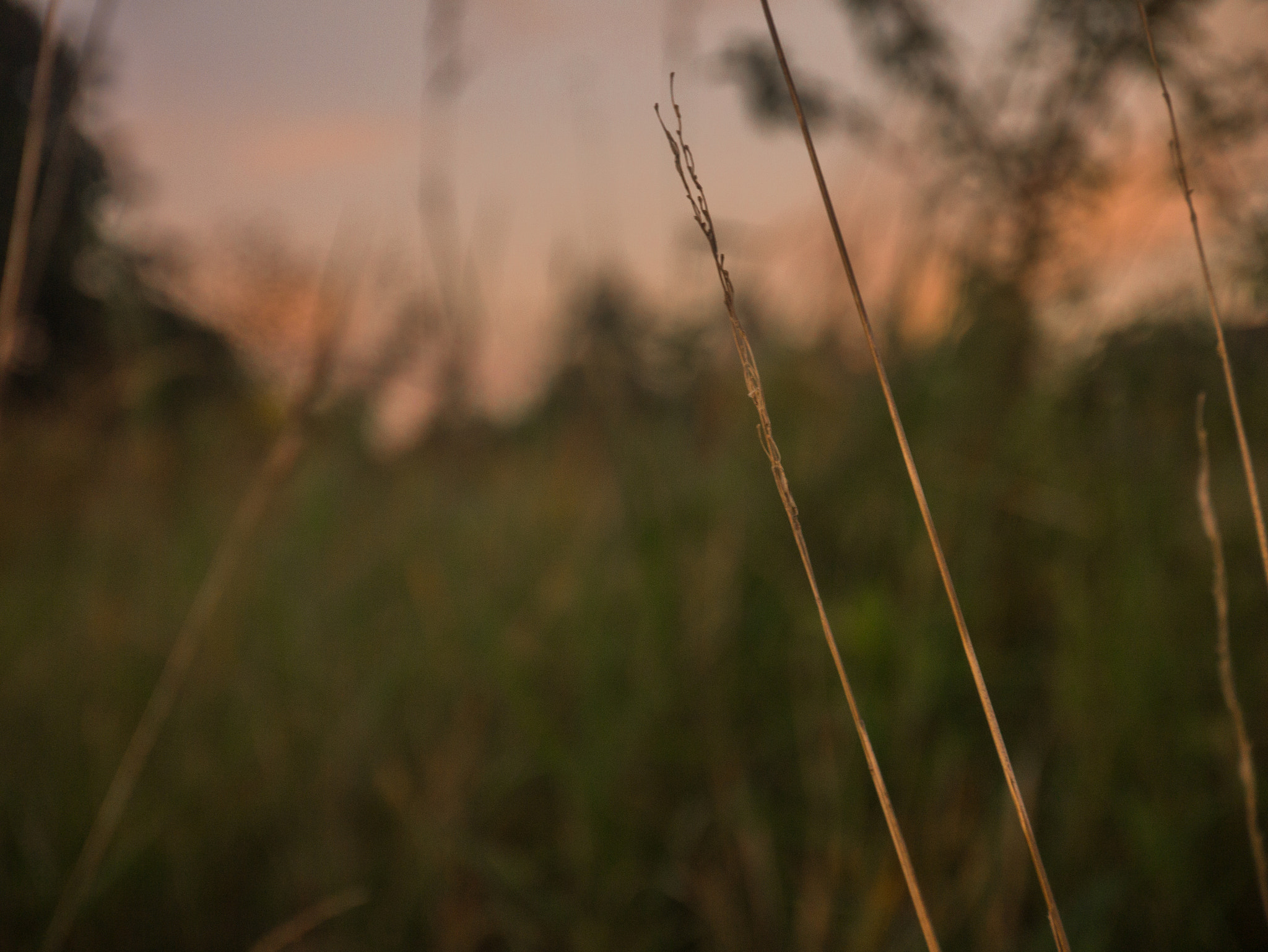 LUMIX G VARIO PZ 14-42/F3.5-5.6 sample photo. Nature at it's finest photography