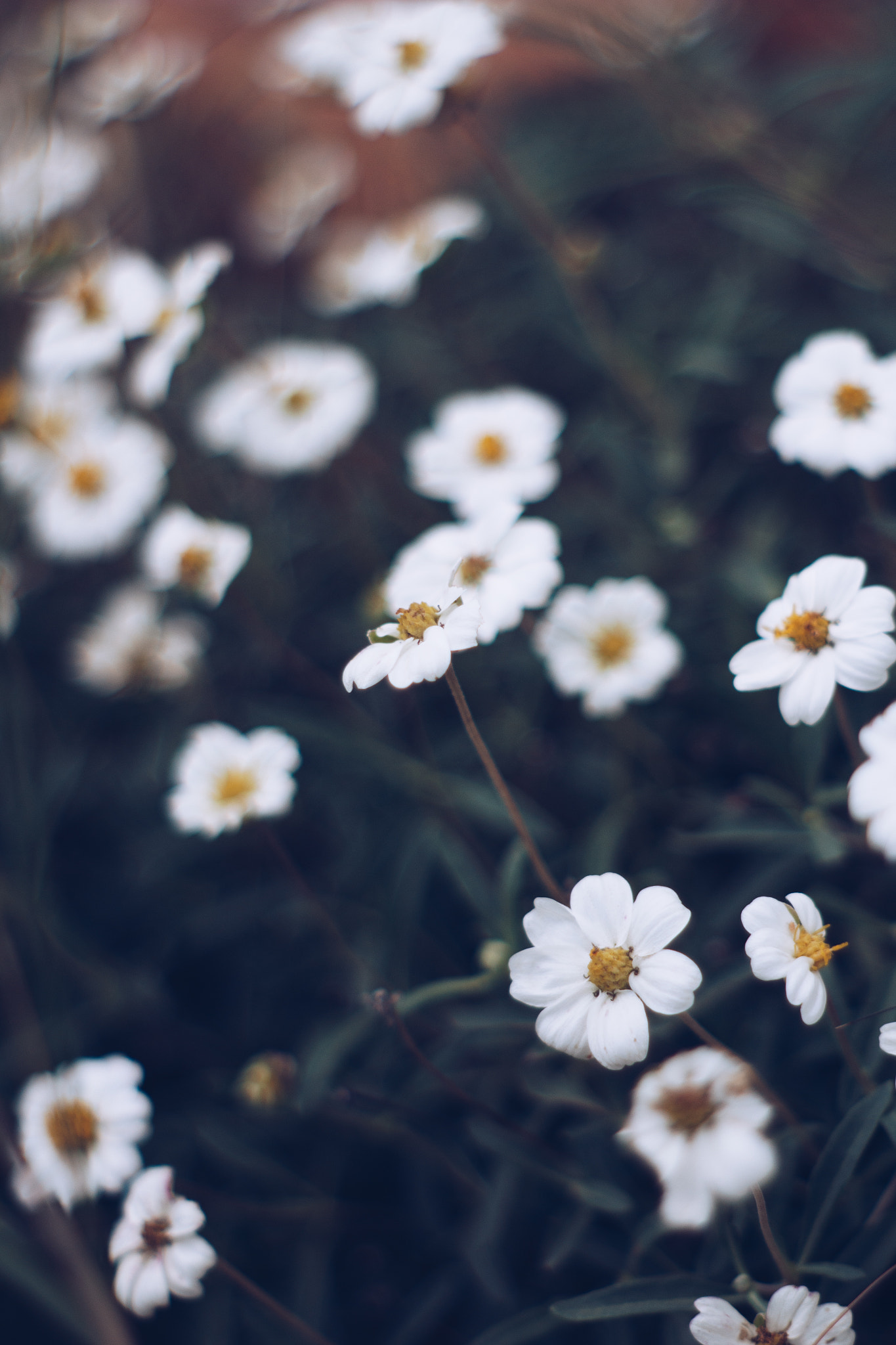Canon EF 35-80mm f/4-5.6 sample photo. Shallow flowers photography