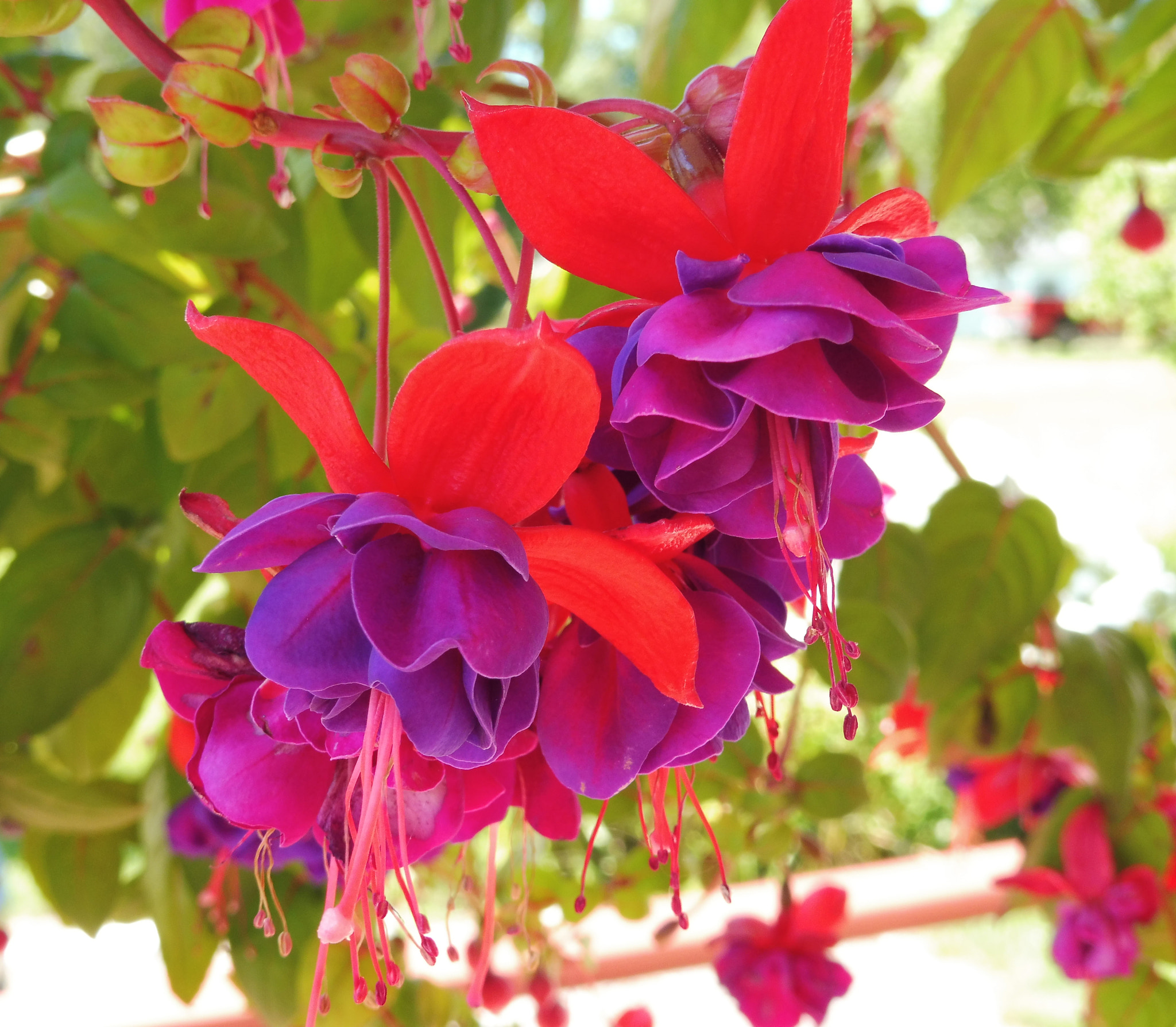 Panasonic DMC-ZS45 sample photo. Fuschia photography