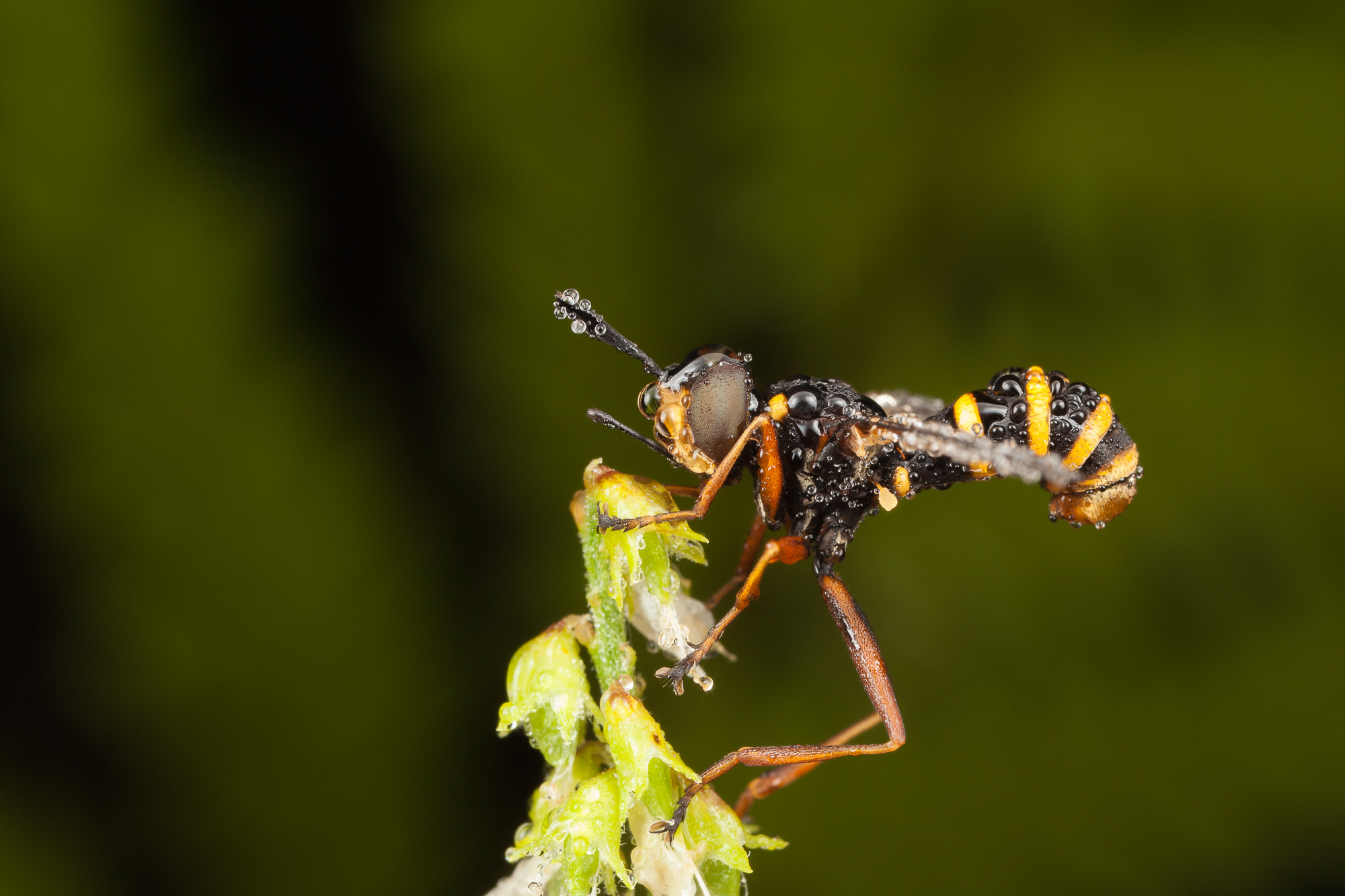 Canon EOS 5D Mark II + Canon MP-E 65mm F2.5 1-5x Macro Photo sample photo. Hoverfly with dew photography