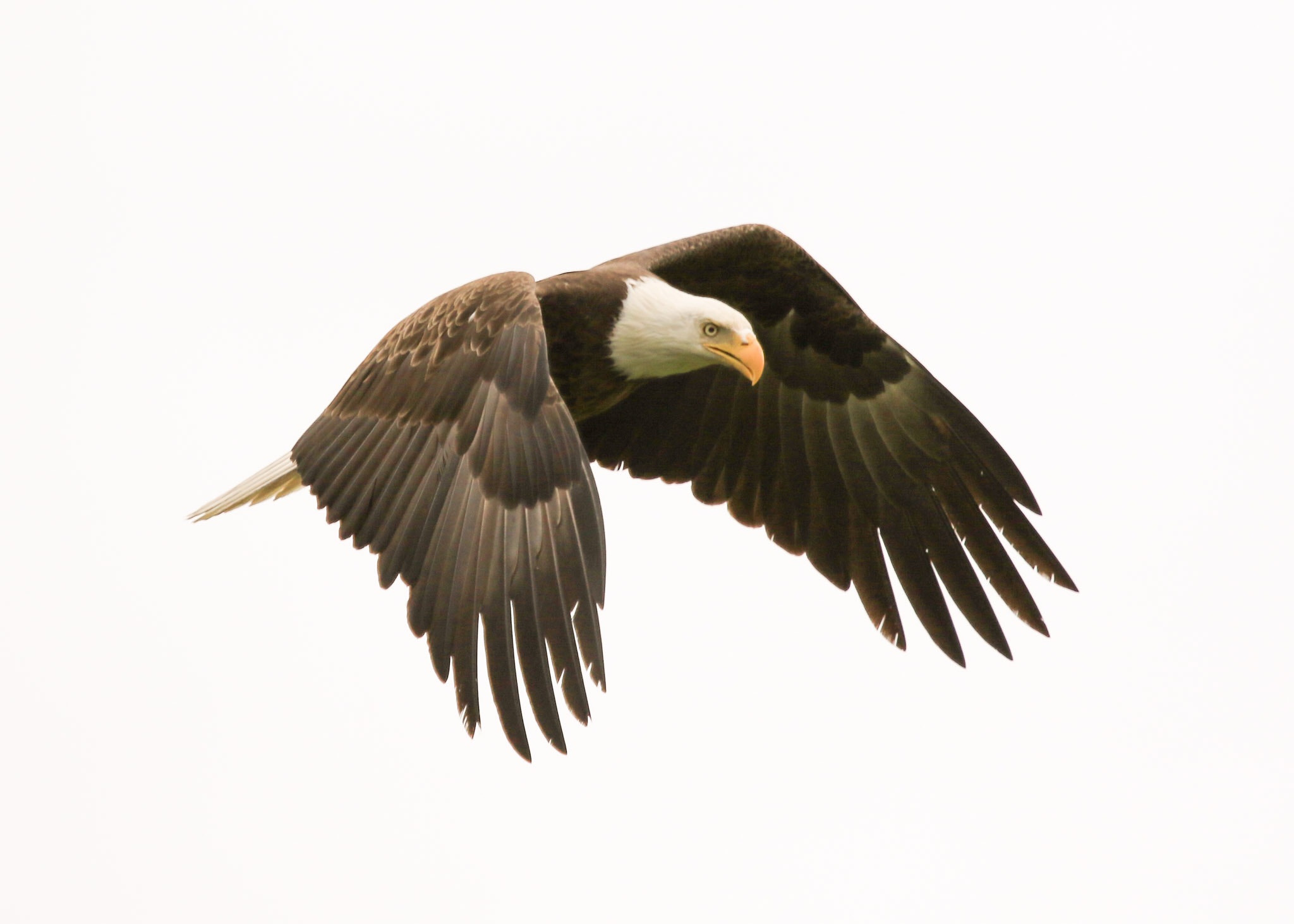 Canon EOS 7D Mark II + Canon EF 100-400mm F4.5-5.6L IS USM sample photo. Bald eagle photography