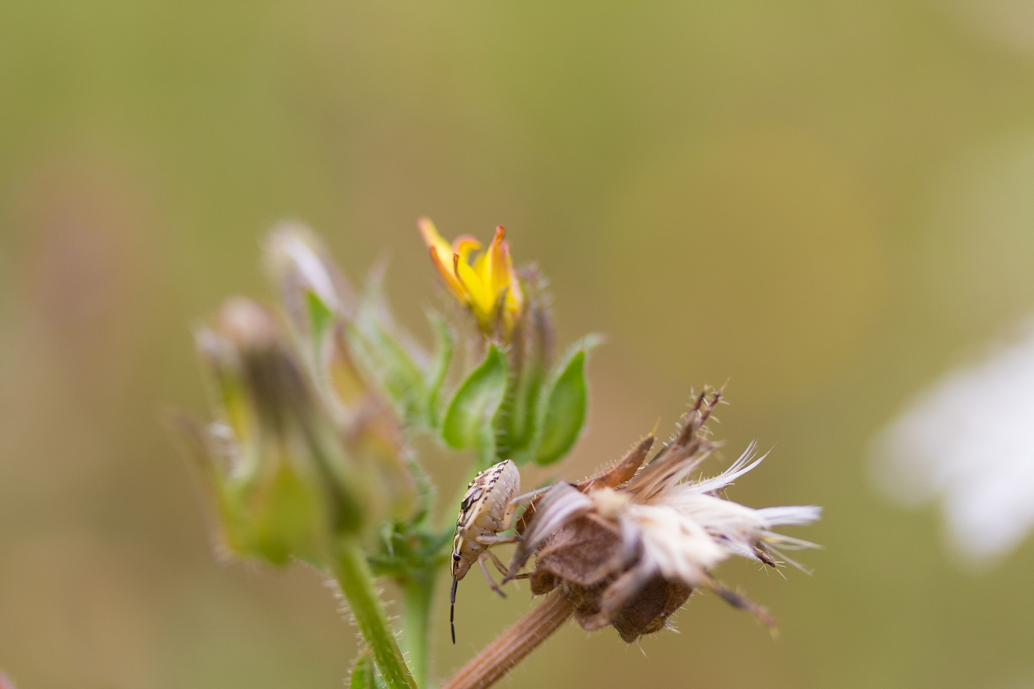 Canon EF-S 60mm F2.8 Macro USM sample photo. Macro photography