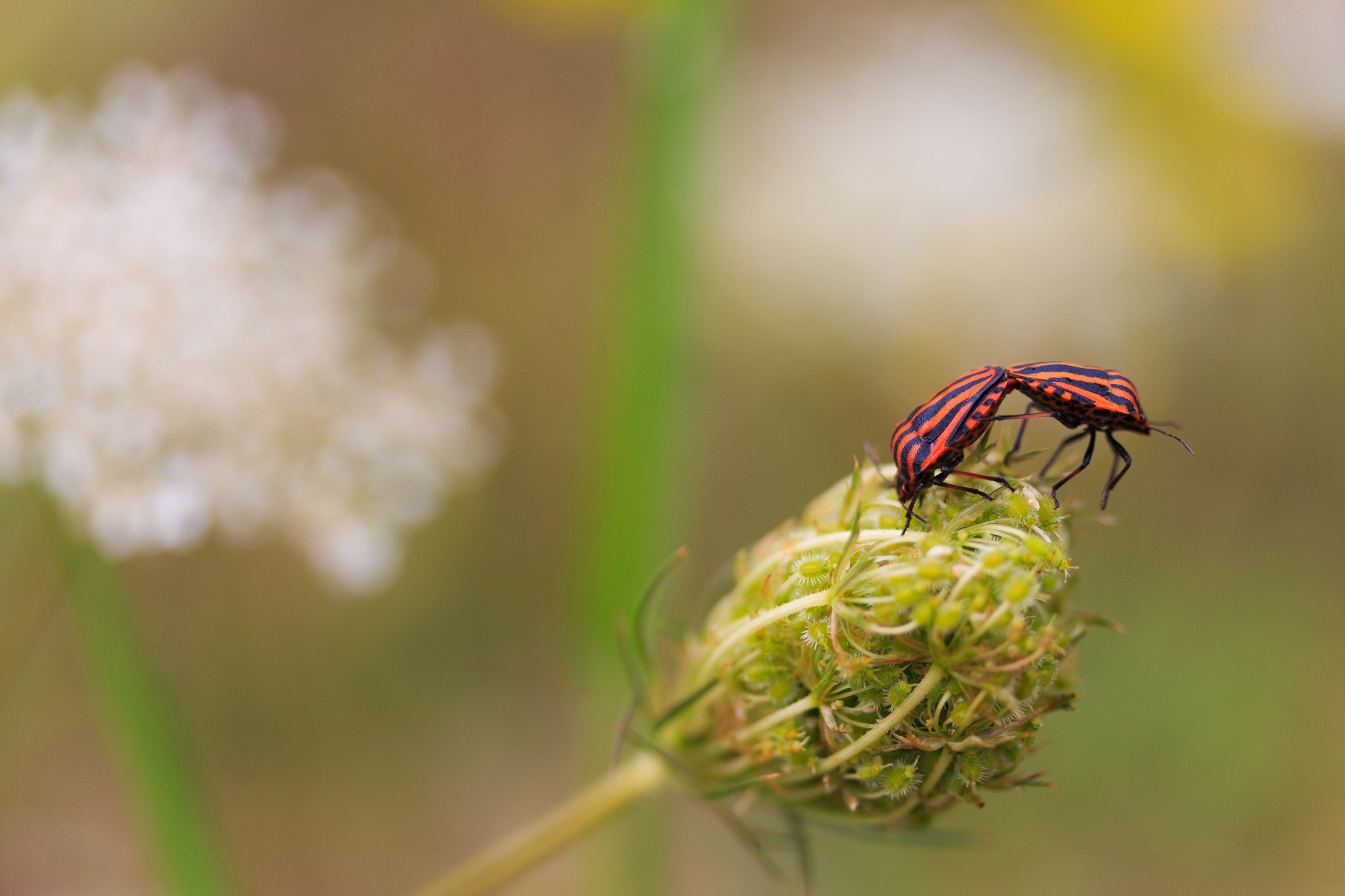 Canon EF-S 60mm F2.8 Macro USM sample photo. Thumbtack sex photography